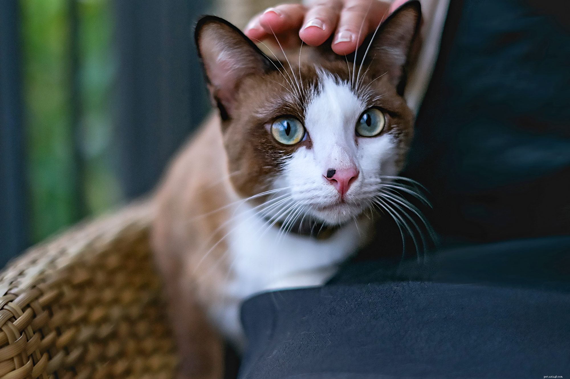 Snowshoe Cat: The Friendly, Playful Companion for Families
