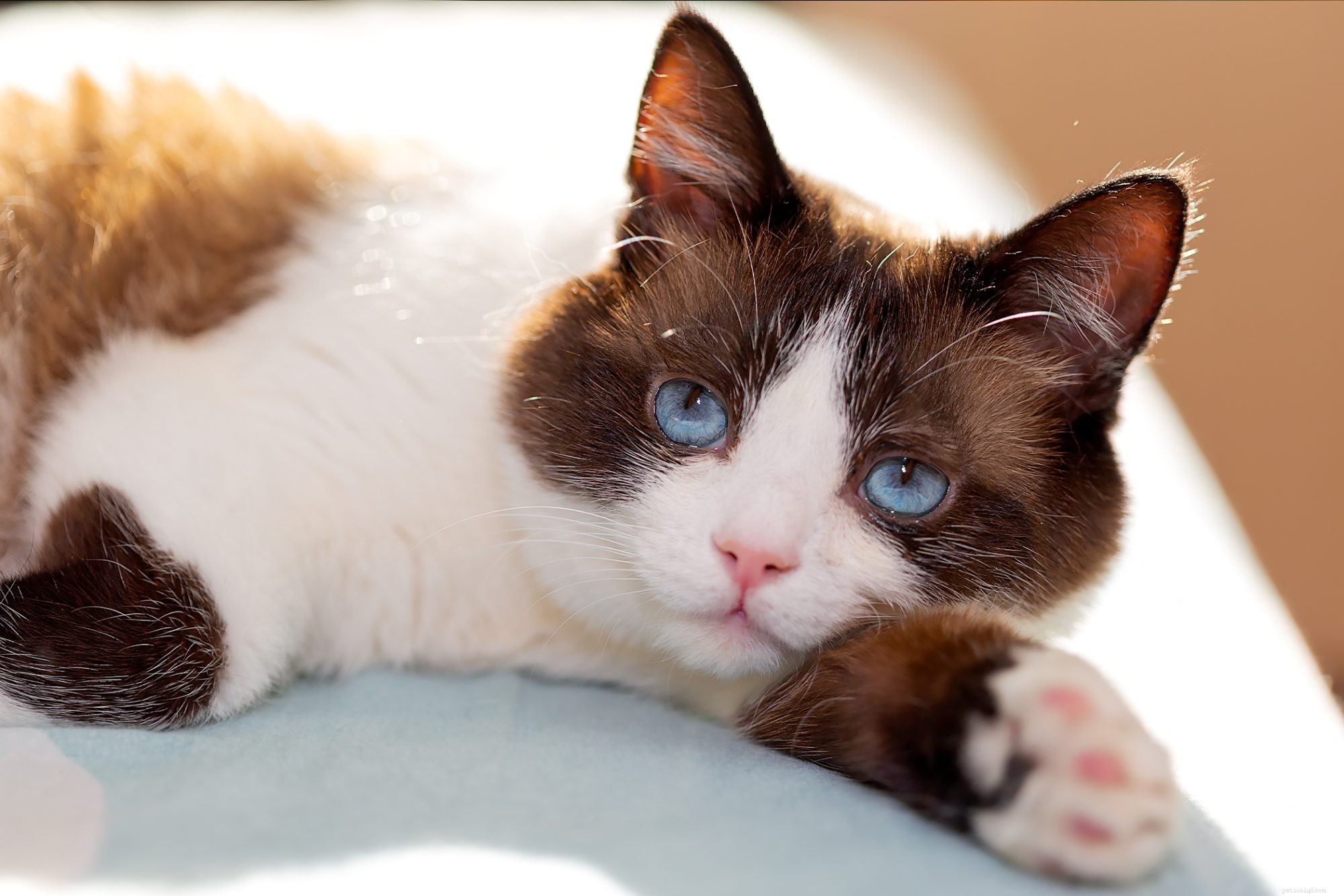 Snowshoe Cat: The Friendly, Playful Companion for Families