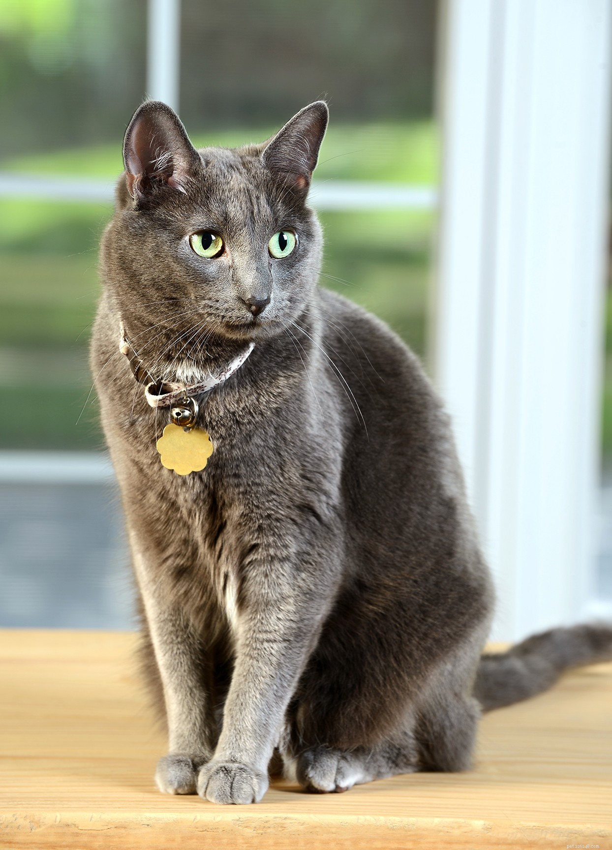 Korat Cat – Loyal, Affectionate Companion for Families