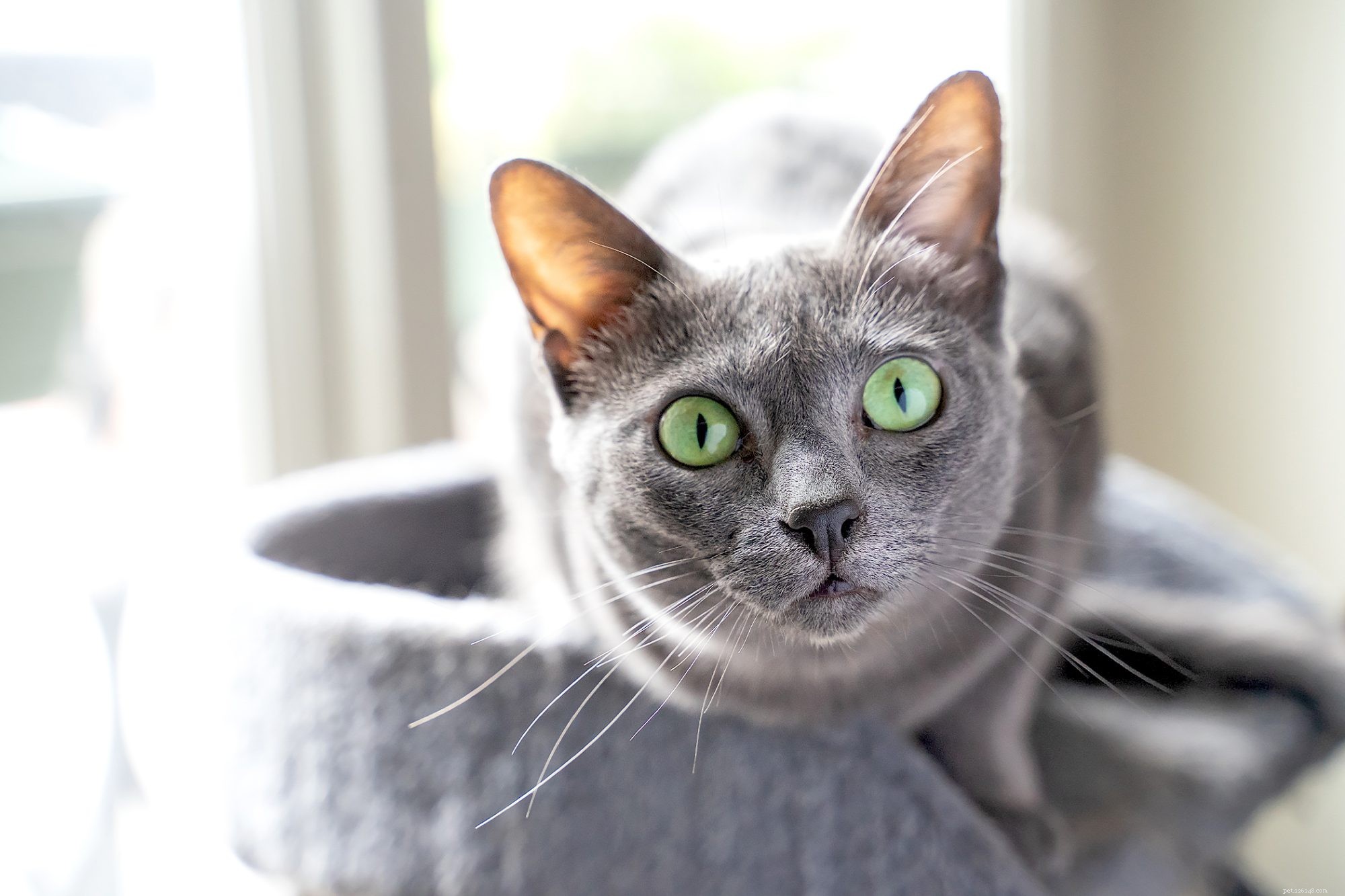 Korat Cat – Loyal, Affectionate Companion for Families