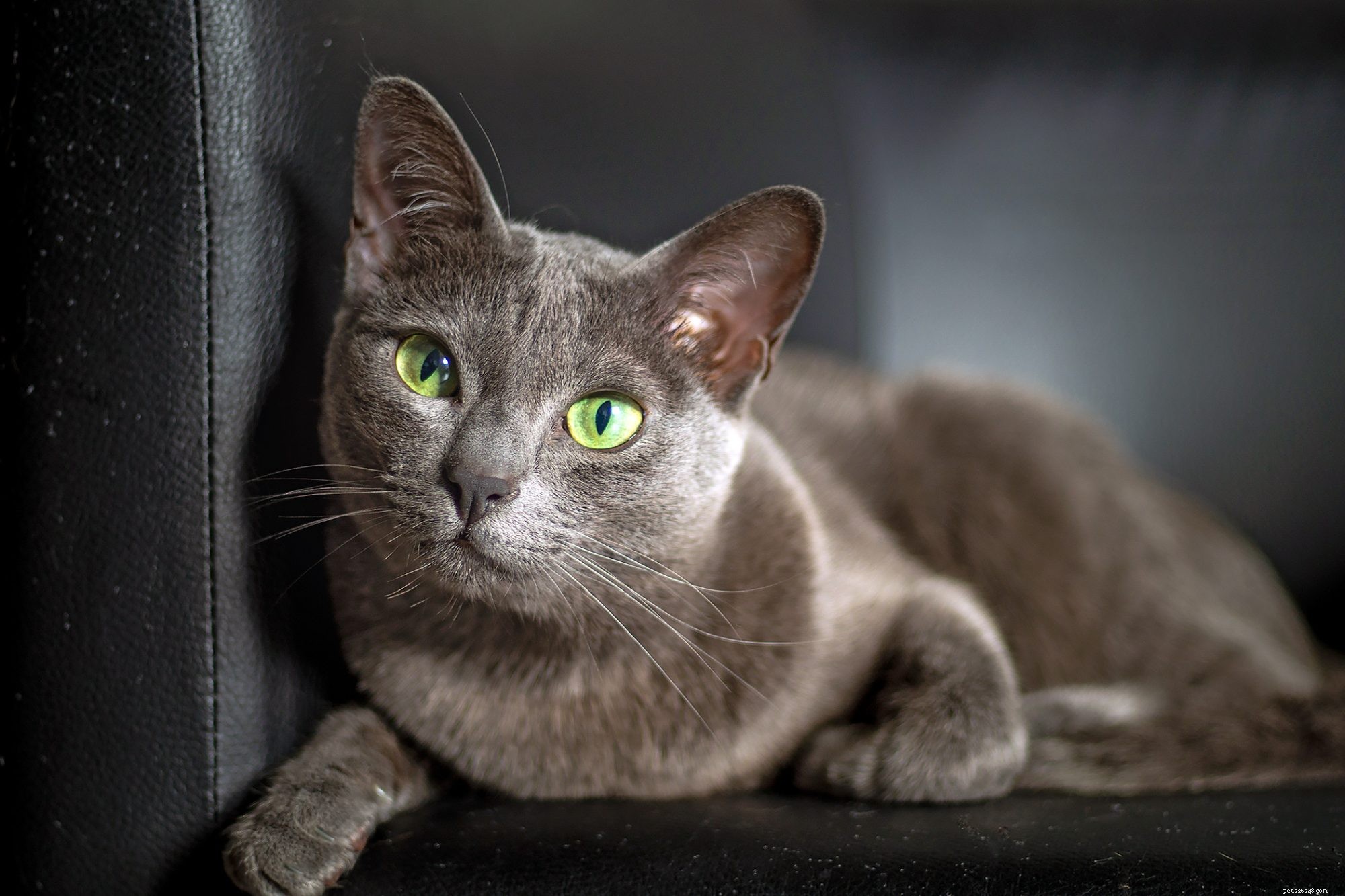 Korat Cat – Loyal, Affectionate Companion for Families