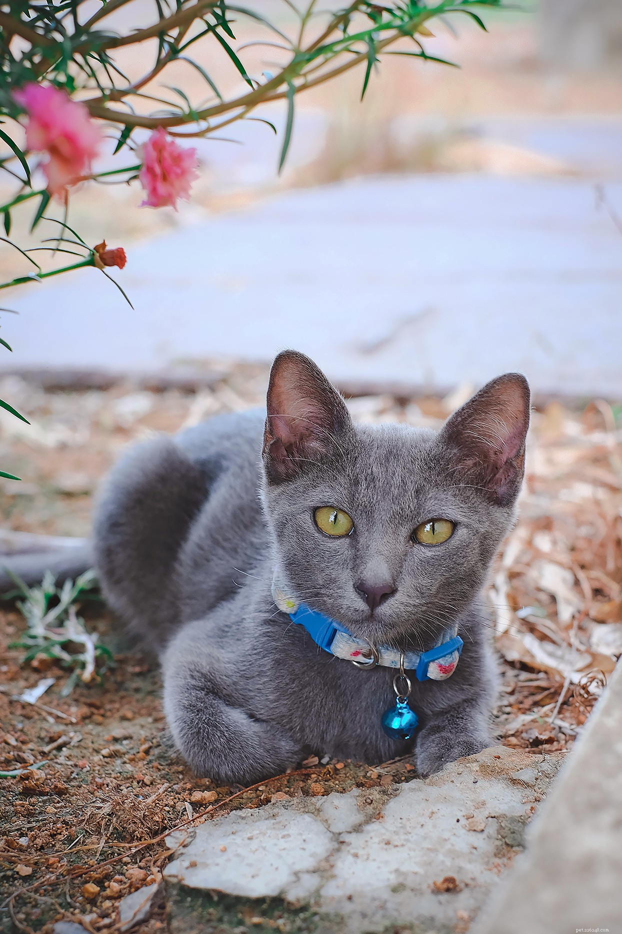 Korat Cat – Loyal, Affectionate Companion for Families