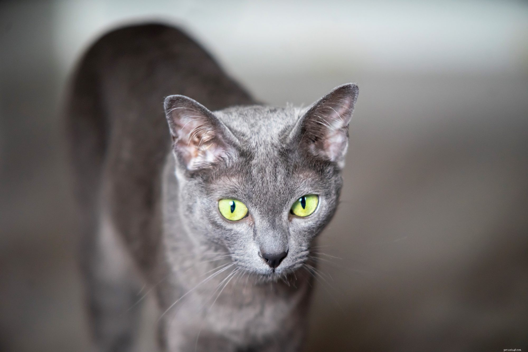 Korat Cat – Loyal, Affectionate Companion for Families