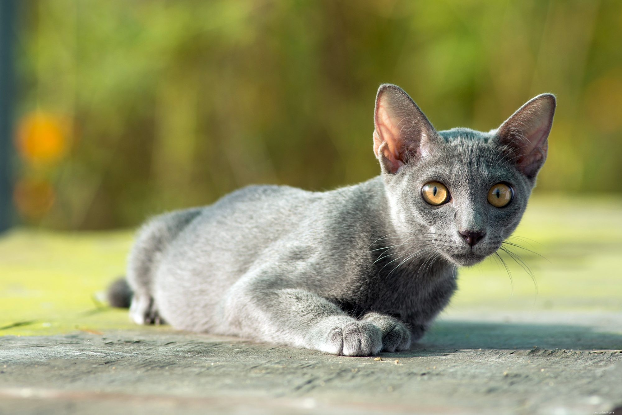 Korat Cat – Loyal, Affectionate Companion for Families