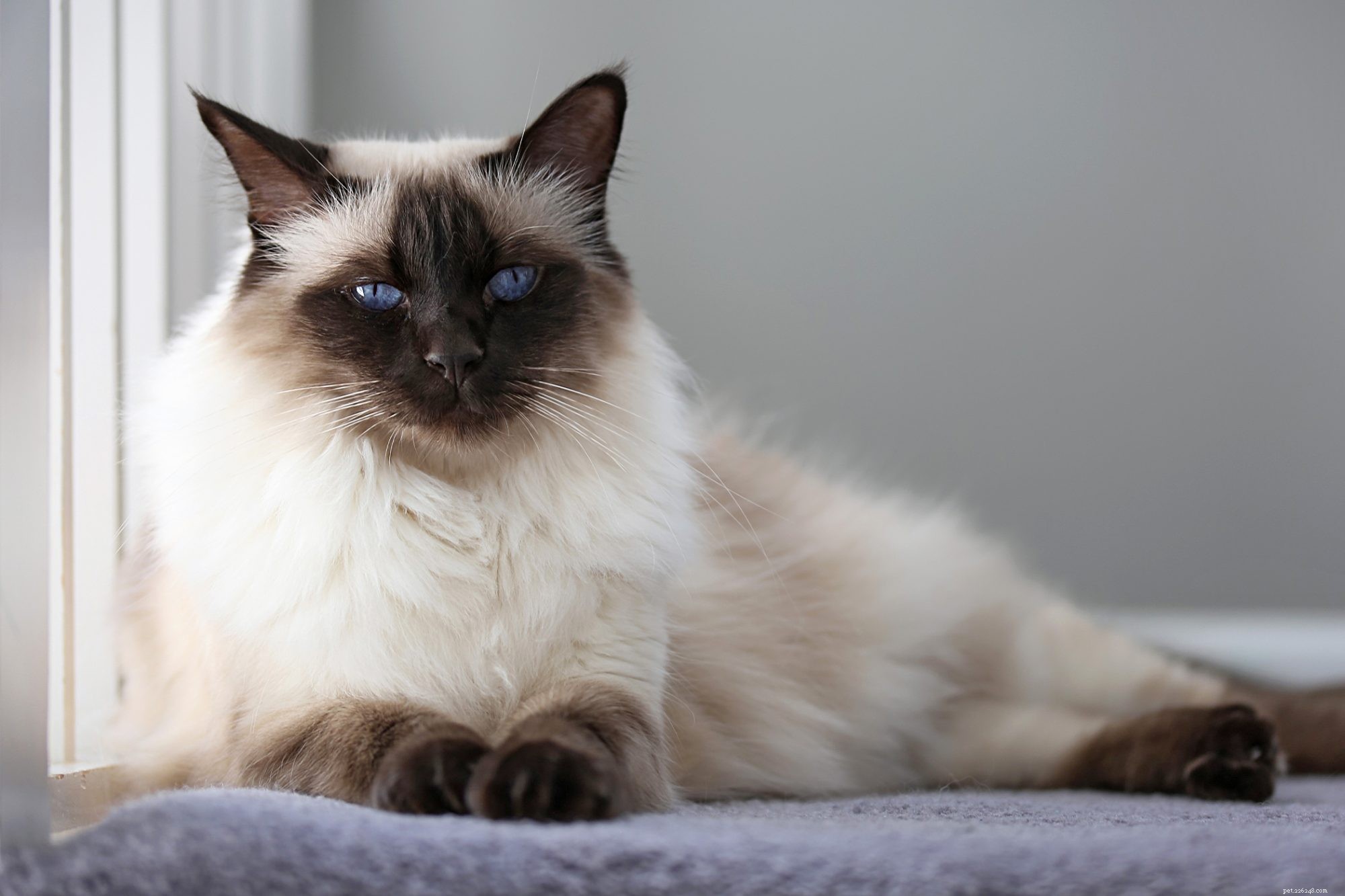 Balinese Cat – Elegant Long-Haired Siamese for Families