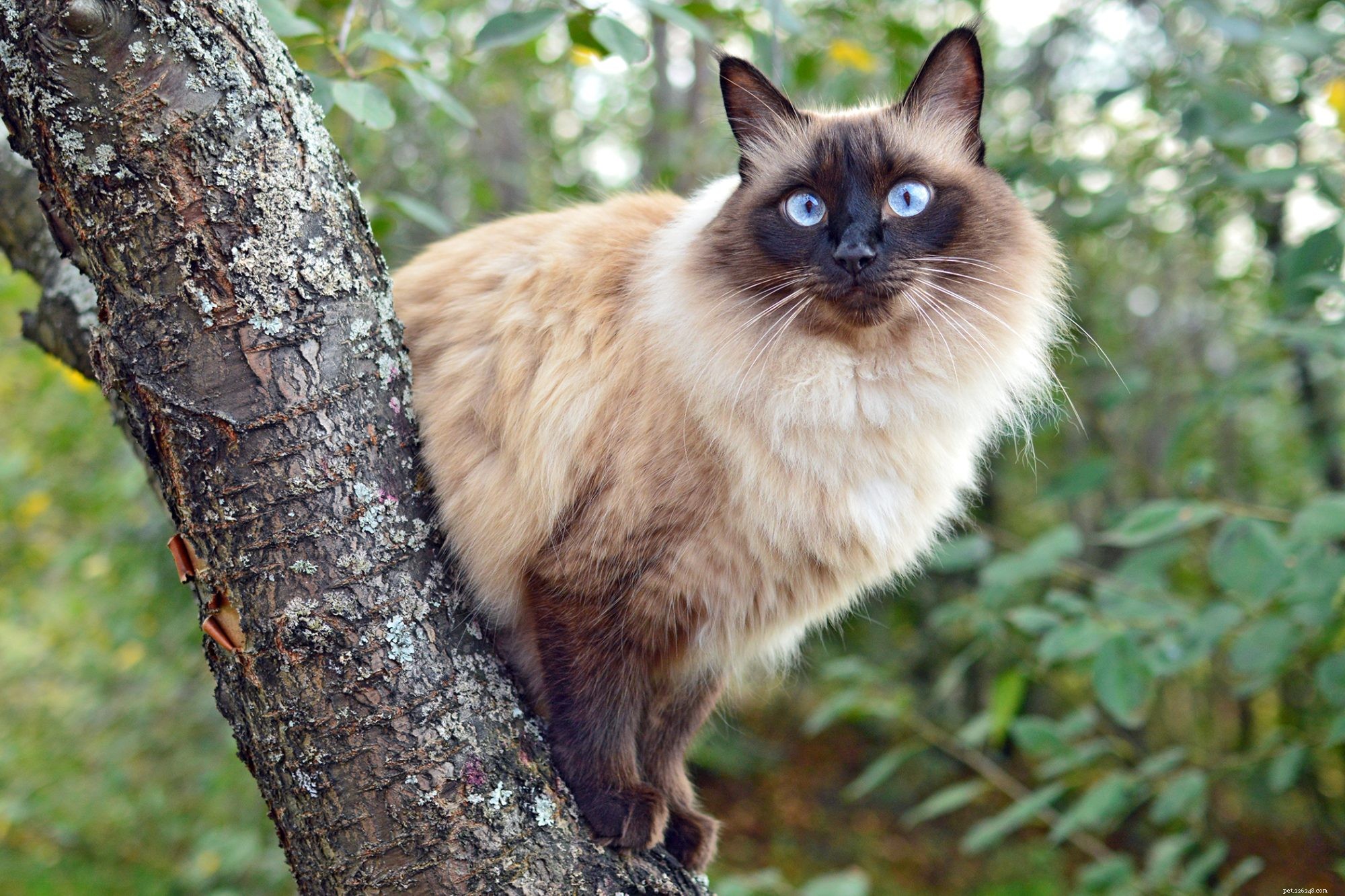Balinese Cat – Elegant Long-Haired Siamese for Families