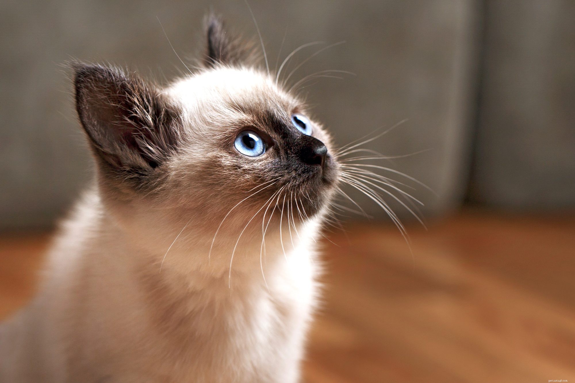 Balinese Cat – Elegant Long-Haired Siamese for Families