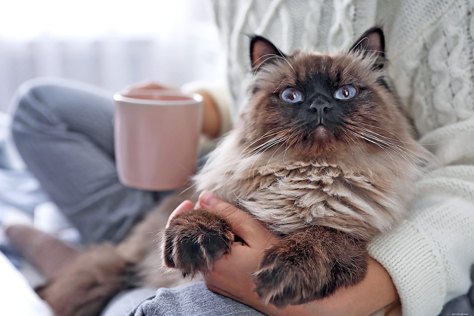 Balinese Cat – Elegant Long-Haired Siamese for Families