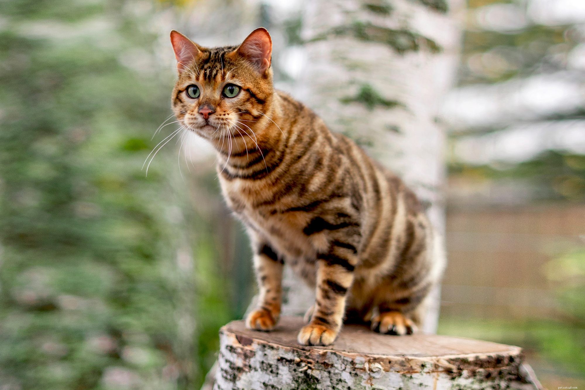 Toyger Dog: Small, Friendly, and Easy to Train