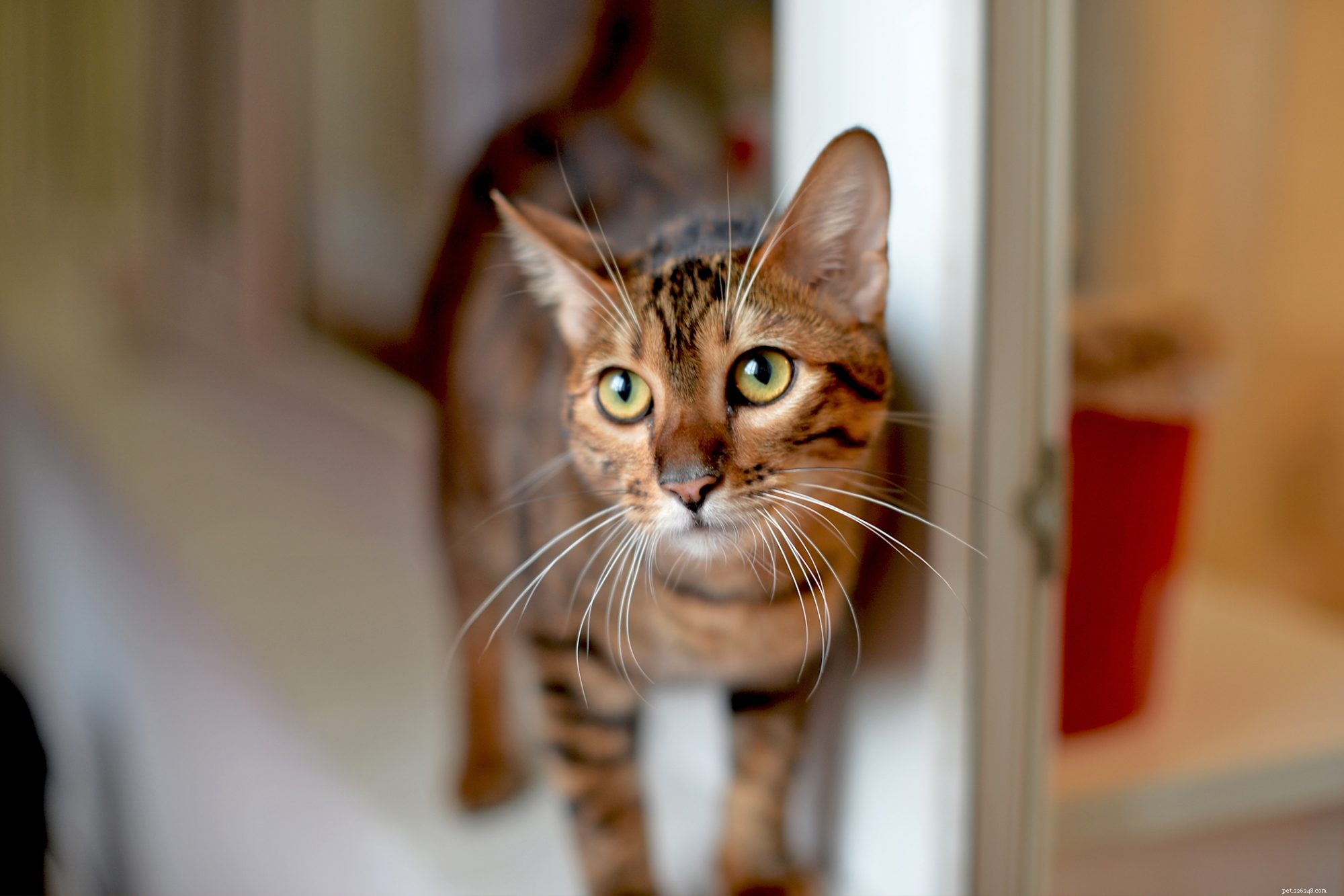 Toyger Dog: Small, Friendly, and Easy to Train
