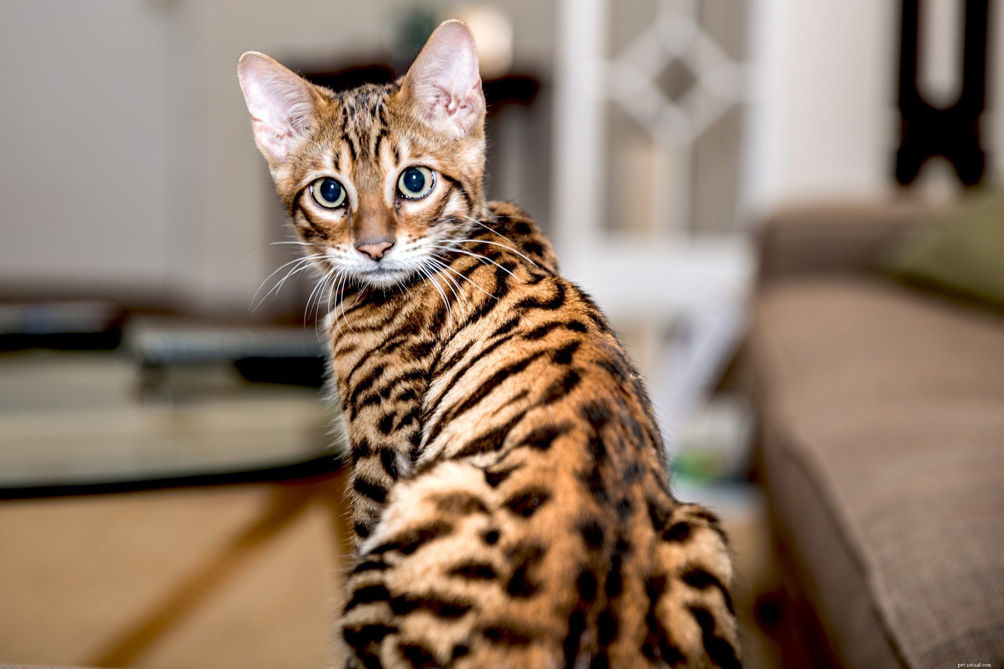 Toyger Dog: Small, Friendly, and Easy to Train
