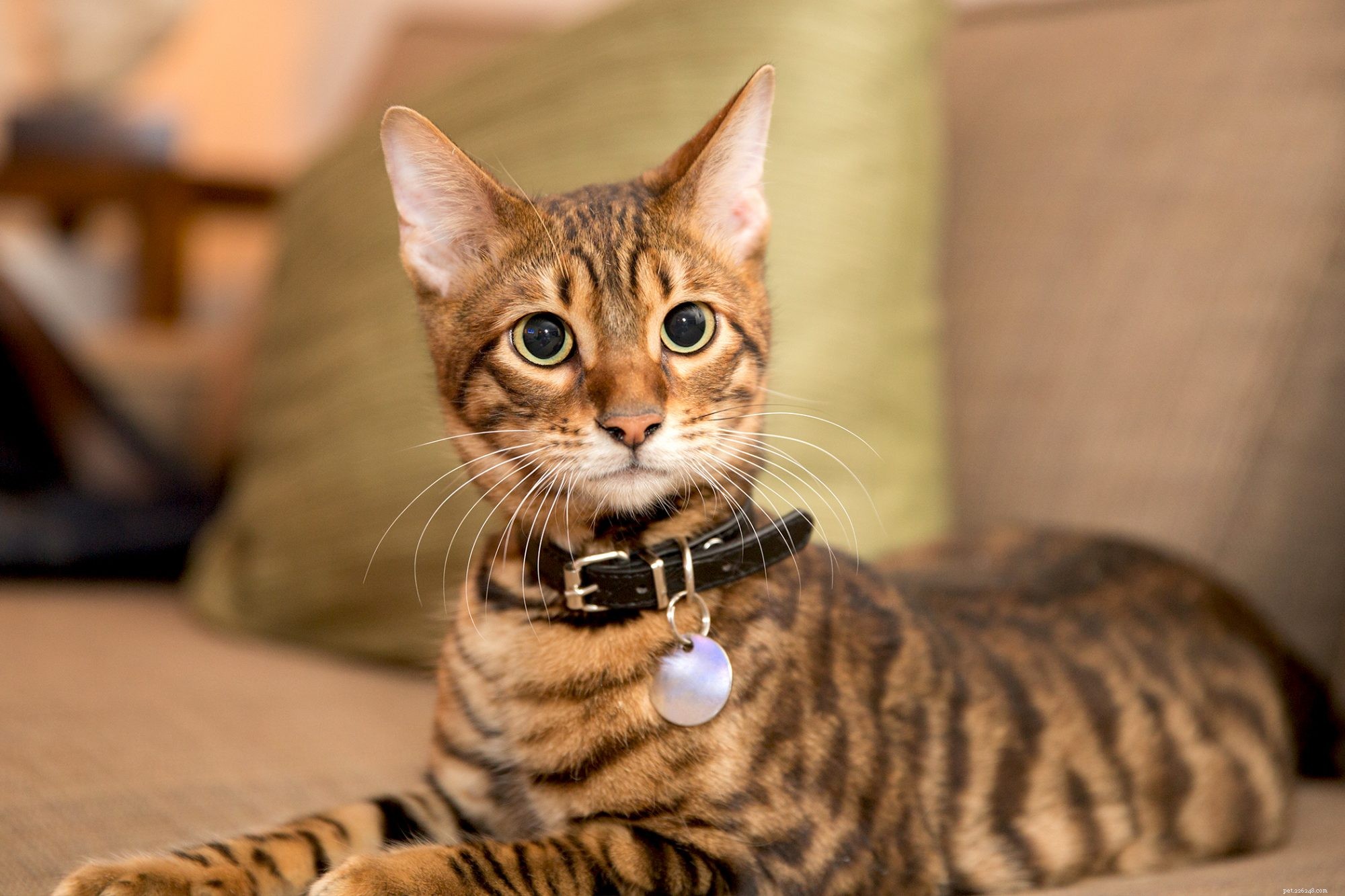 Toyger Dog: Small, Friendly, and Easy to Train