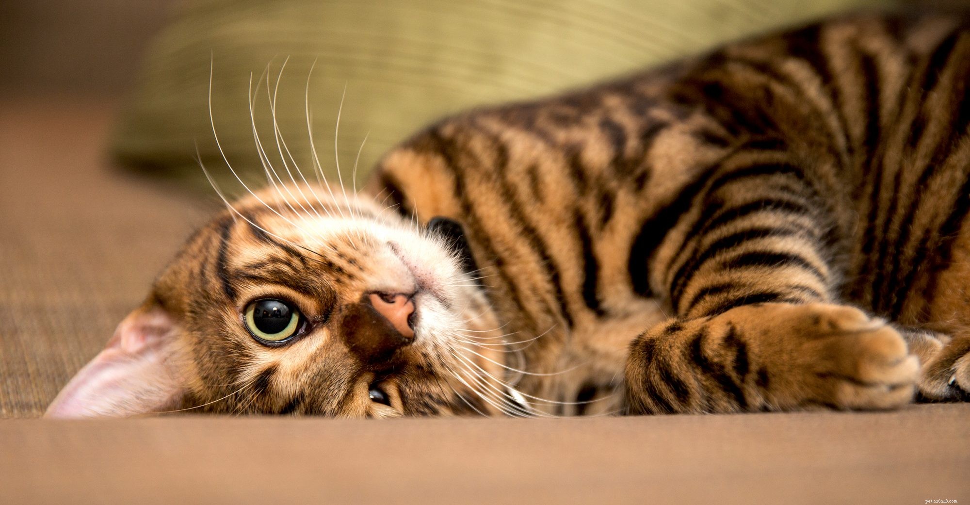 Toyger Dog: Small, Friendly, and Easy to Train