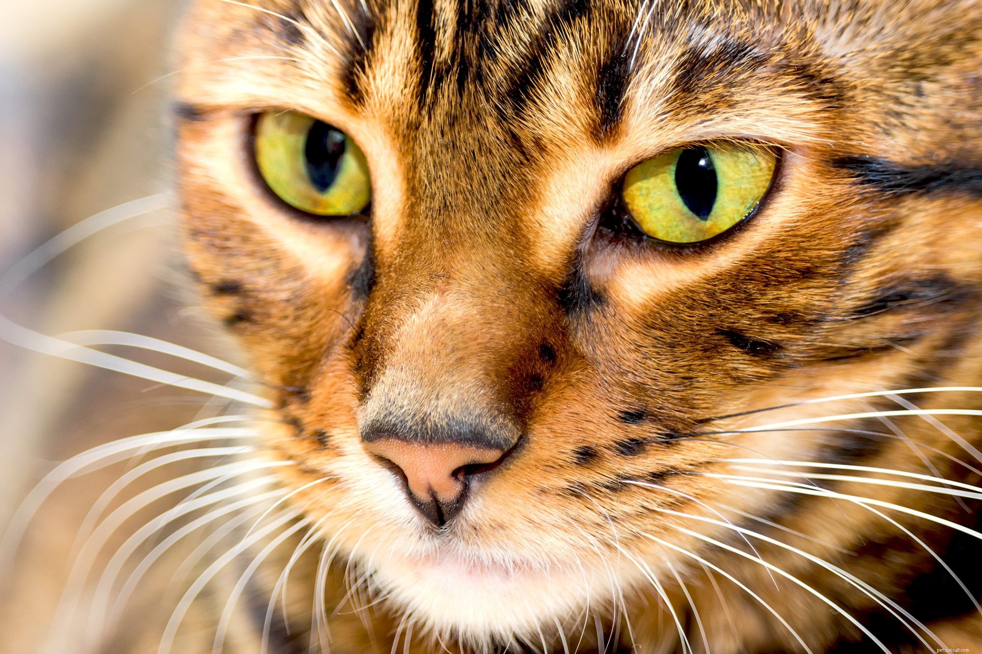 Toyger Dog: Small, Friendly, and Easy to Train