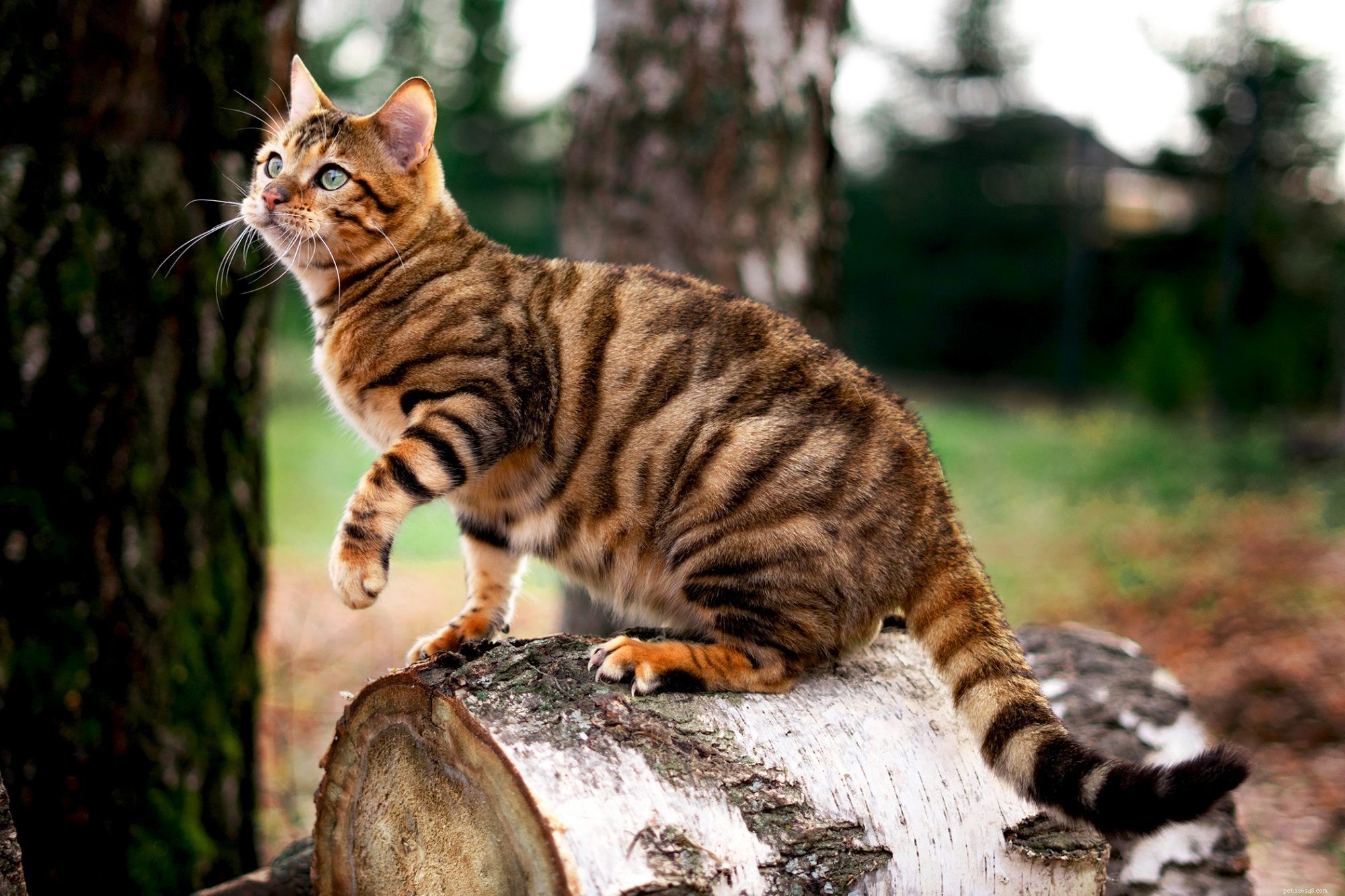 Toyger Dog: Small, Friendly, and Easy to Train