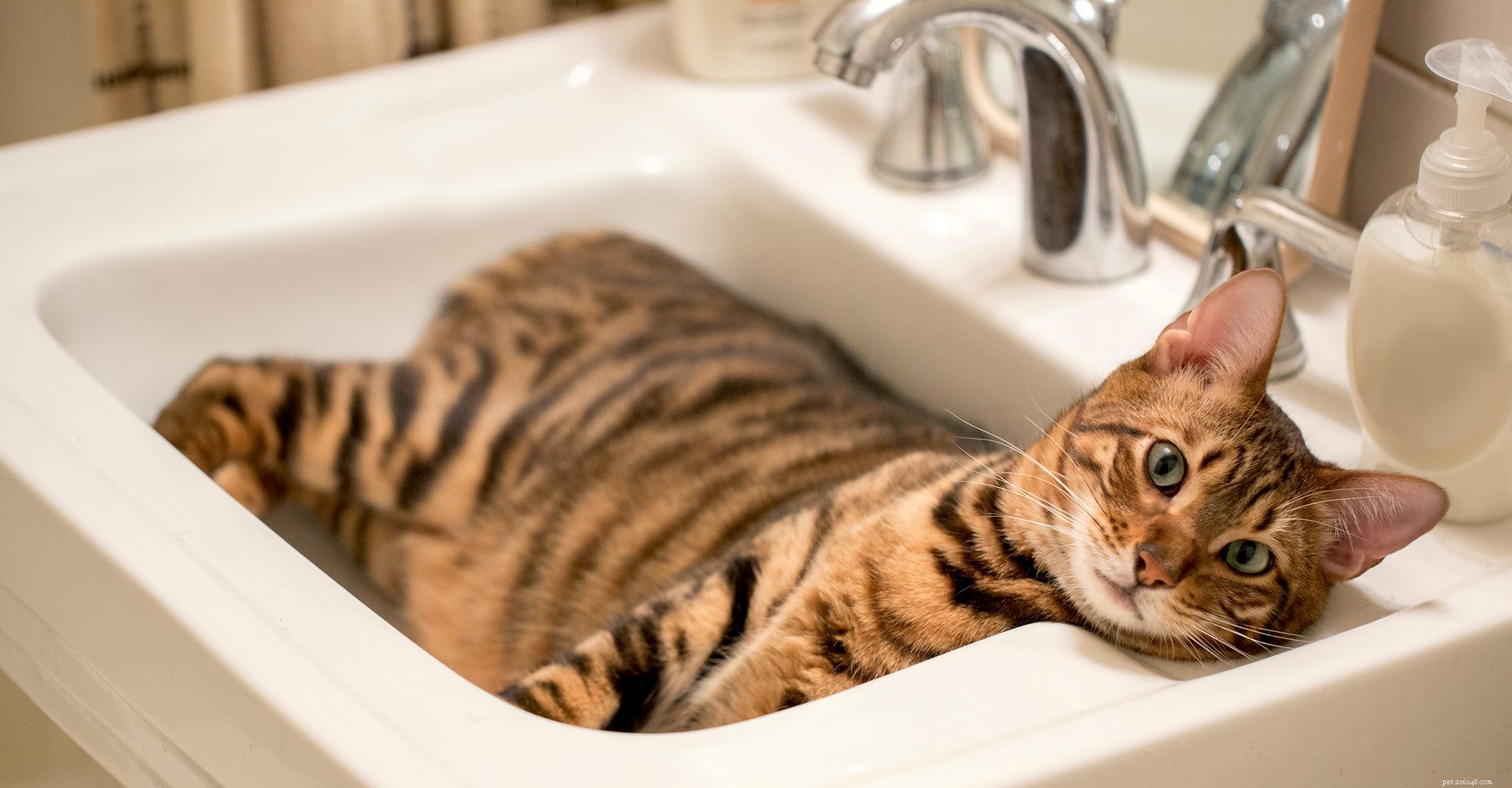 Toyger Dog: Small, Friendly, and Easy to Train