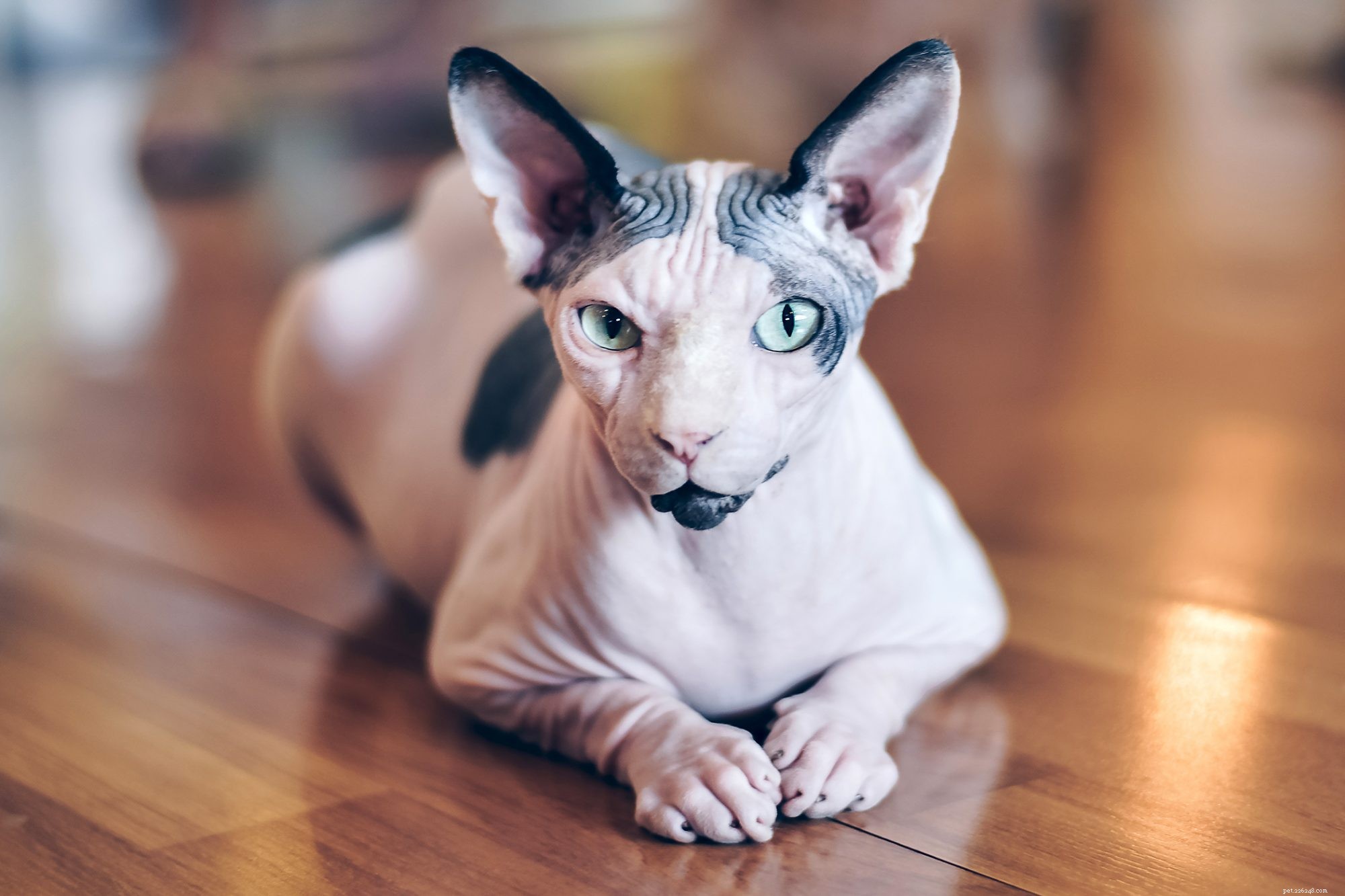 Sphynx Cat: Characteristics, Care, and Family Compatibility