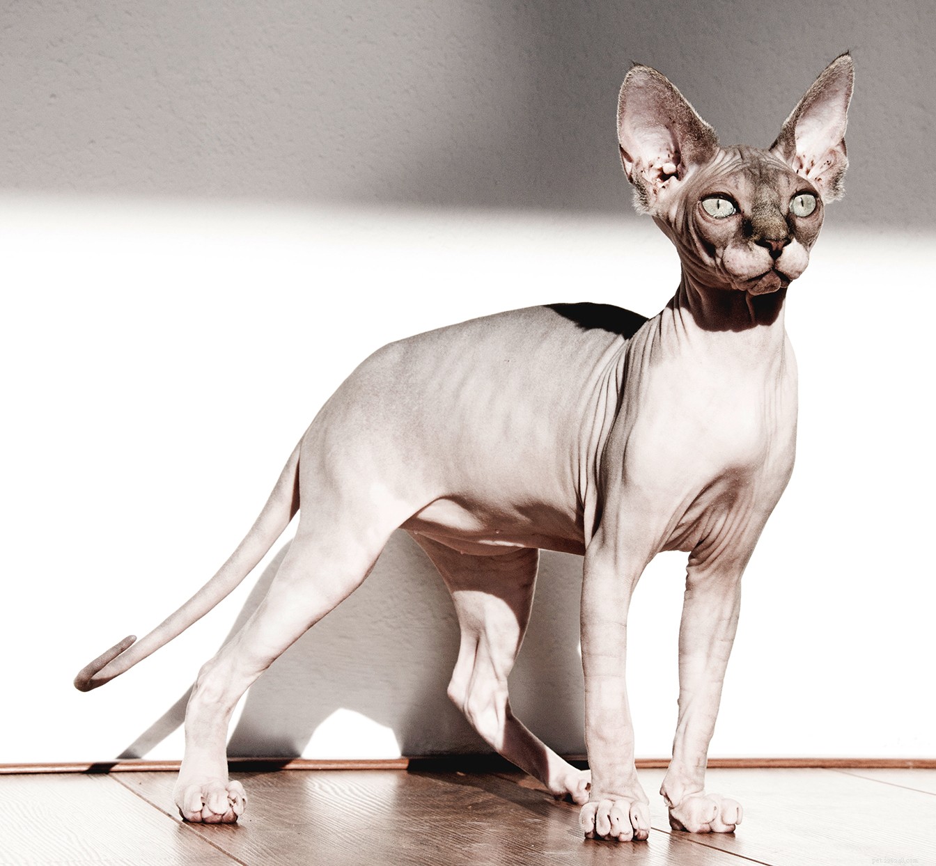 Sphynx Cat: Characteristics, Care, and Family Compatibility