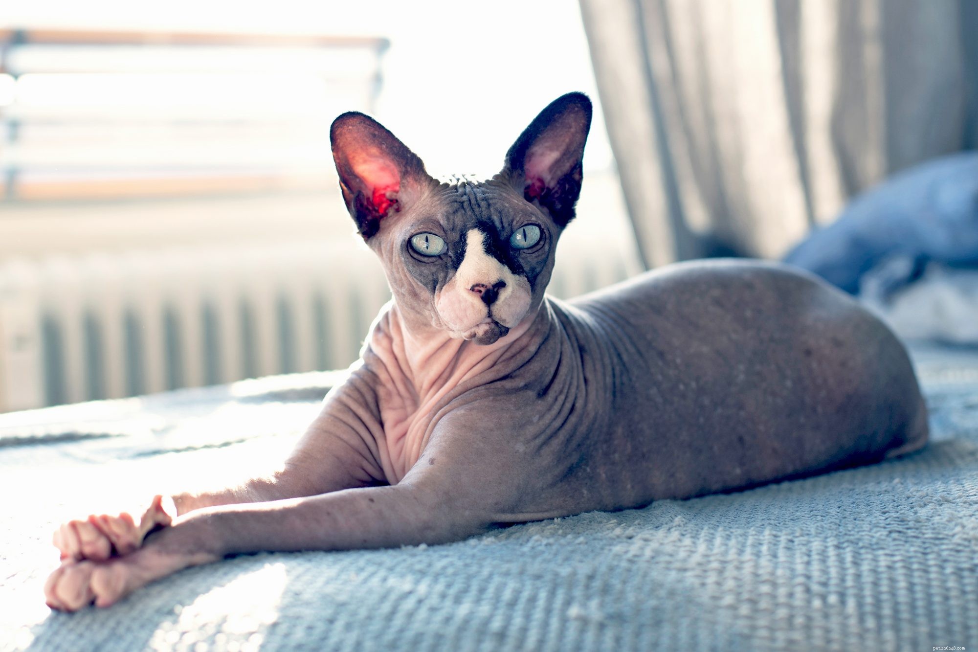 Sphynx Cat: Characteristics, Care, and Family Compatibility