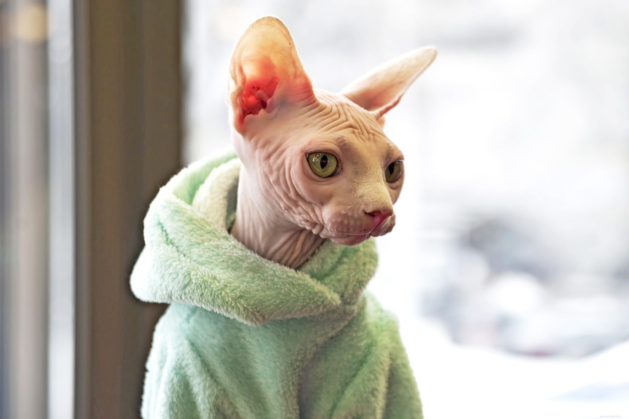 Sphynx Cat: Characteristics, Care, and Family Compatibility