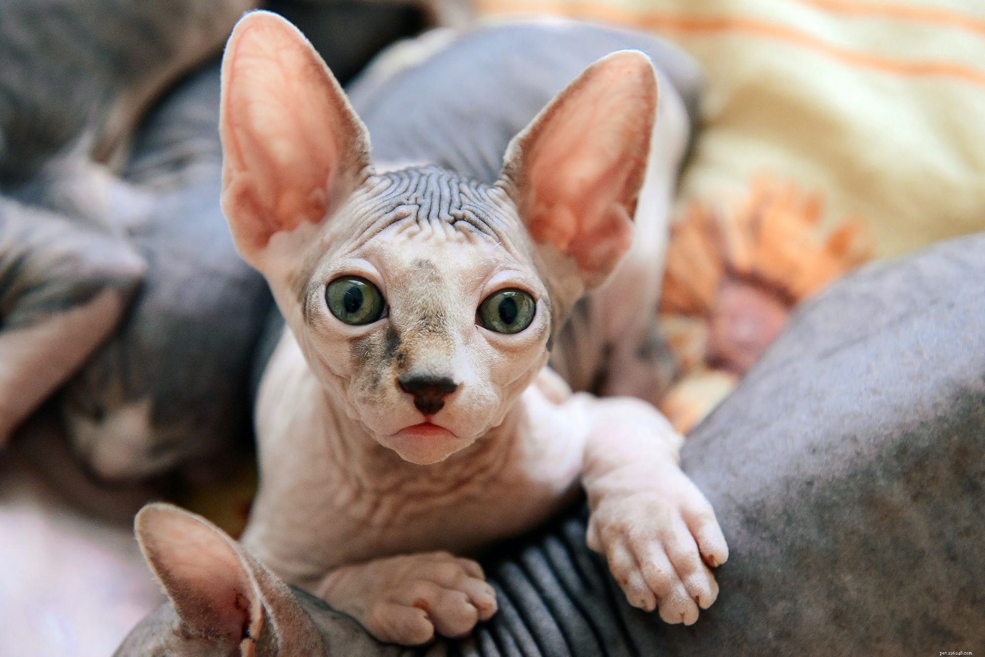 Sphynx Cat: Characteristics, Care, and Family Compatibility