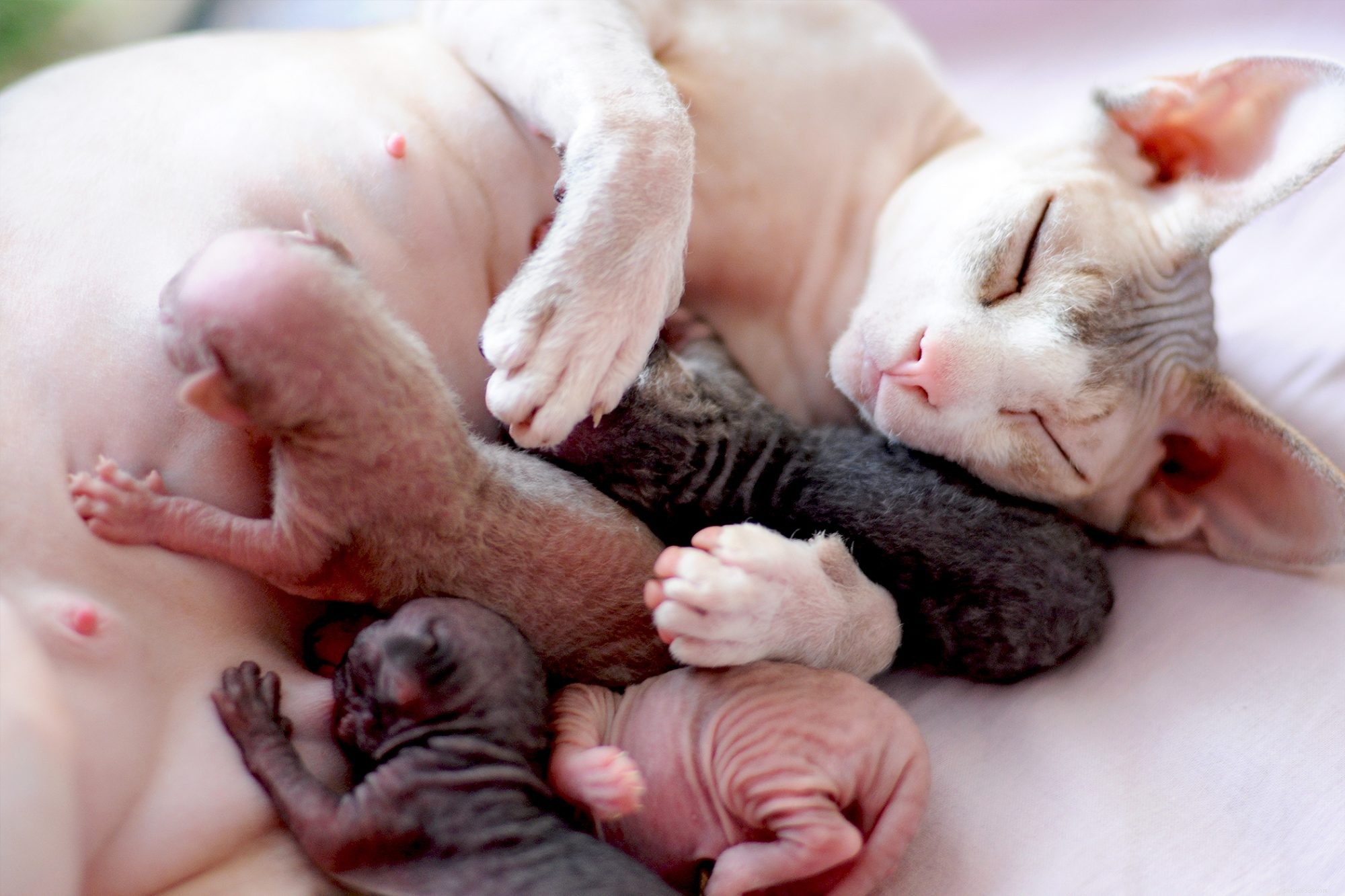 Sphynx Cat: Characteristics, Care, and Family Compatibility