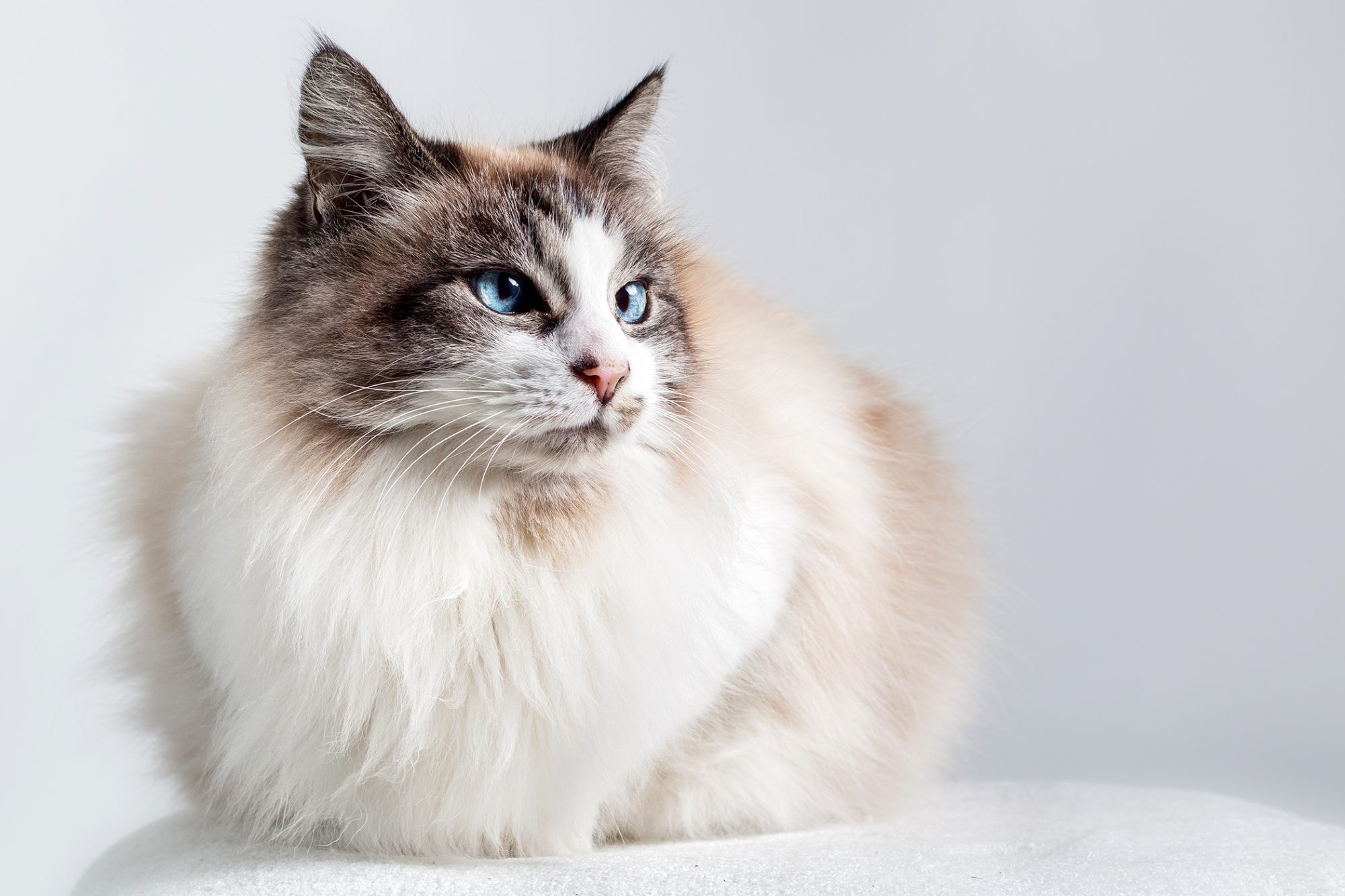 Ragdoll Cats: Elegant, Affectionate, Low-Maintenance Companions