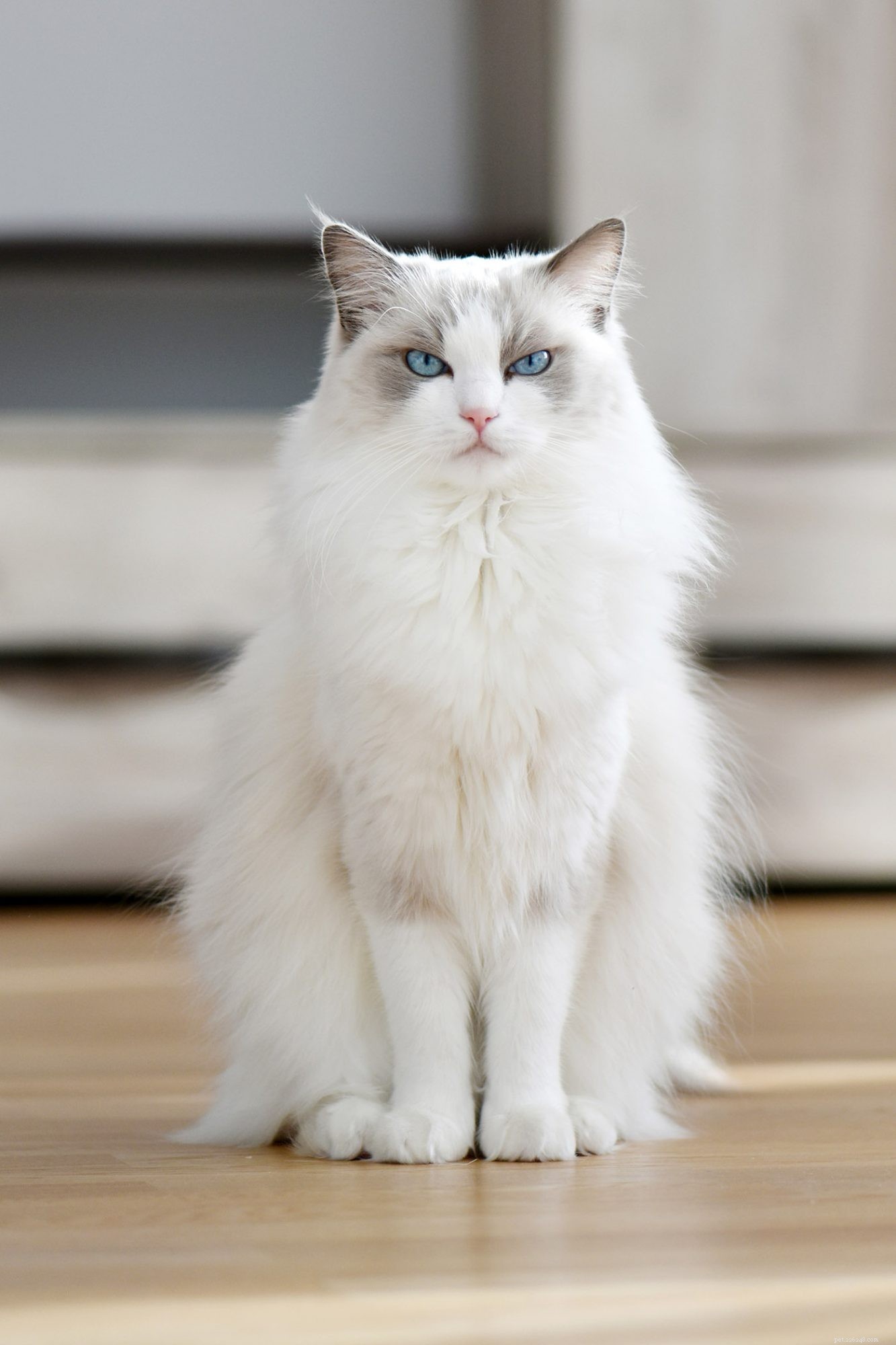 Ragdoll Cats: Elegant, Affectionate, Low-Maintenance Companions