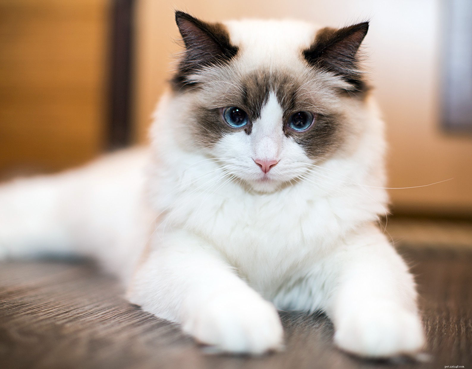 Ragdoll Cats: Elegant, Affectionate, Low-Maintenance Companions