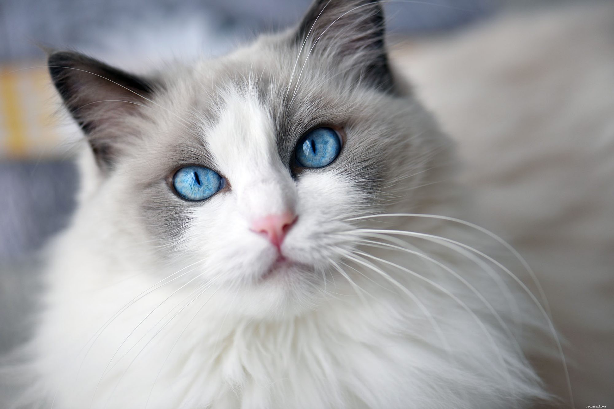Ragdoll Cats: Elegant, Affectionate, Low-Maintenance Companions