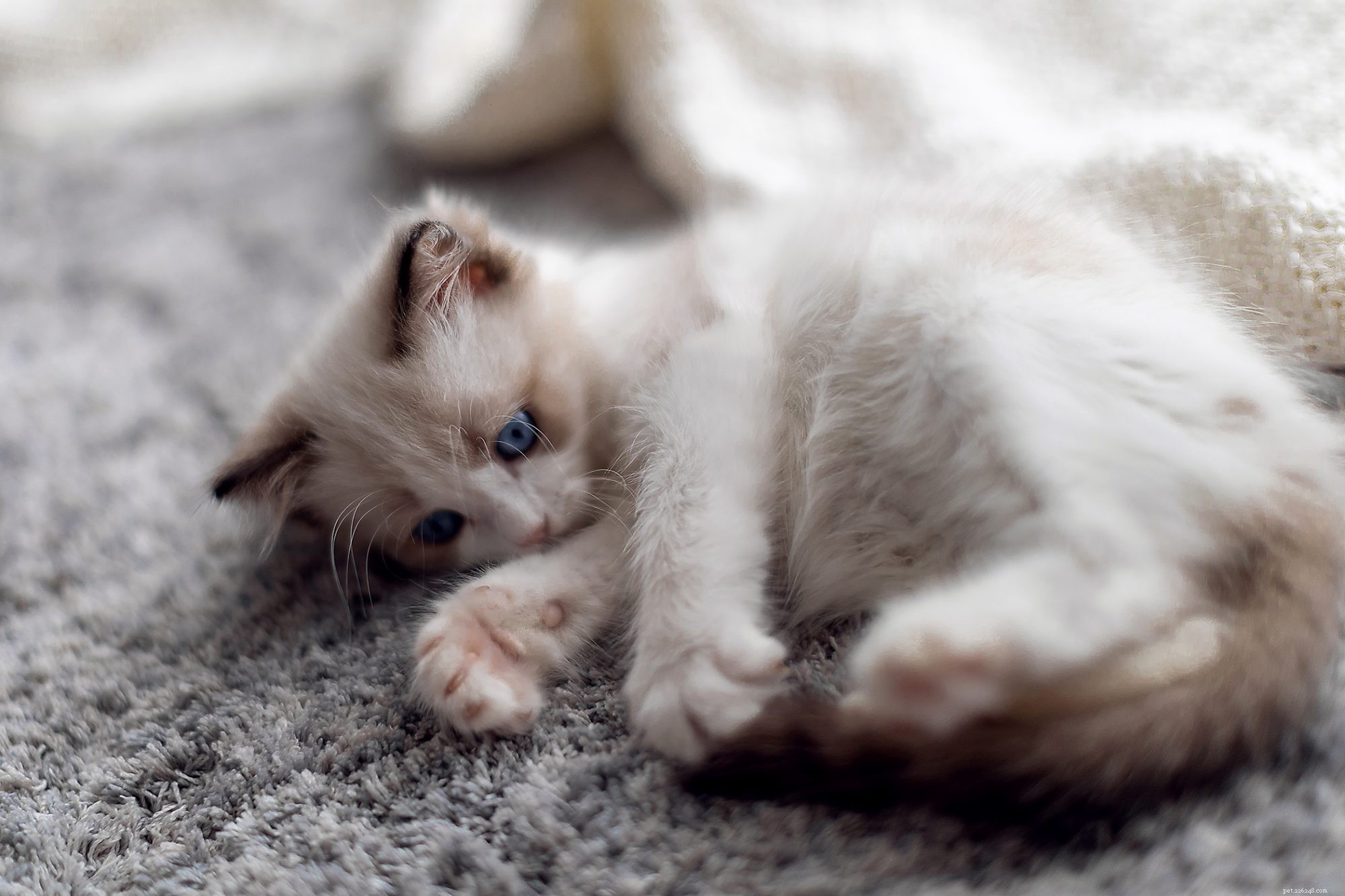 Ragdoll Cats: Elegant, Affectionate, Low-Maintenance Companions