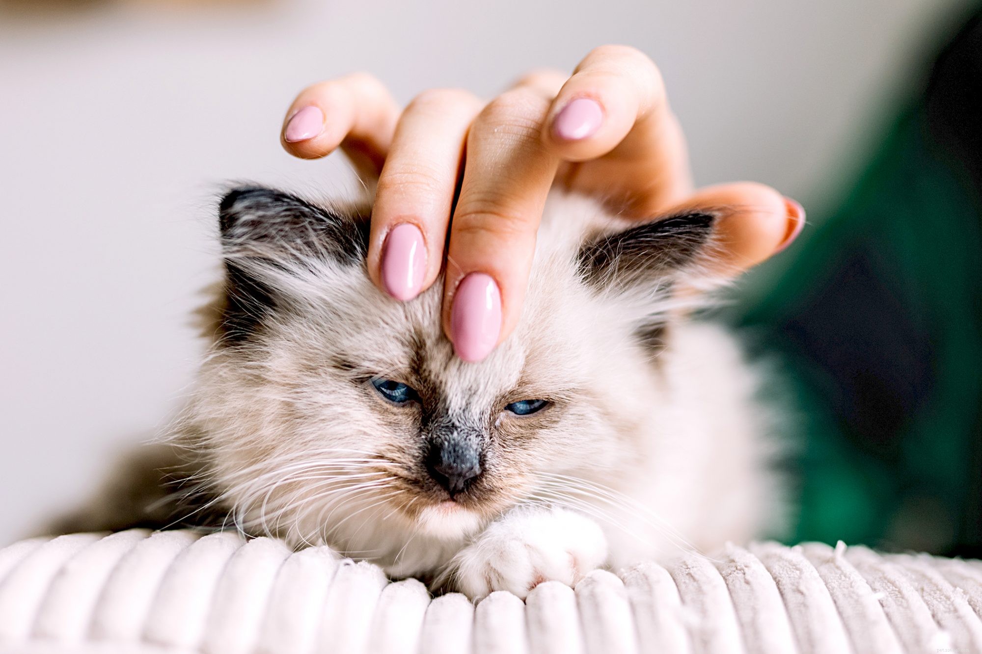 Ragdoll Cats: Elegant, Affectionate, Low-Maintenance Companions