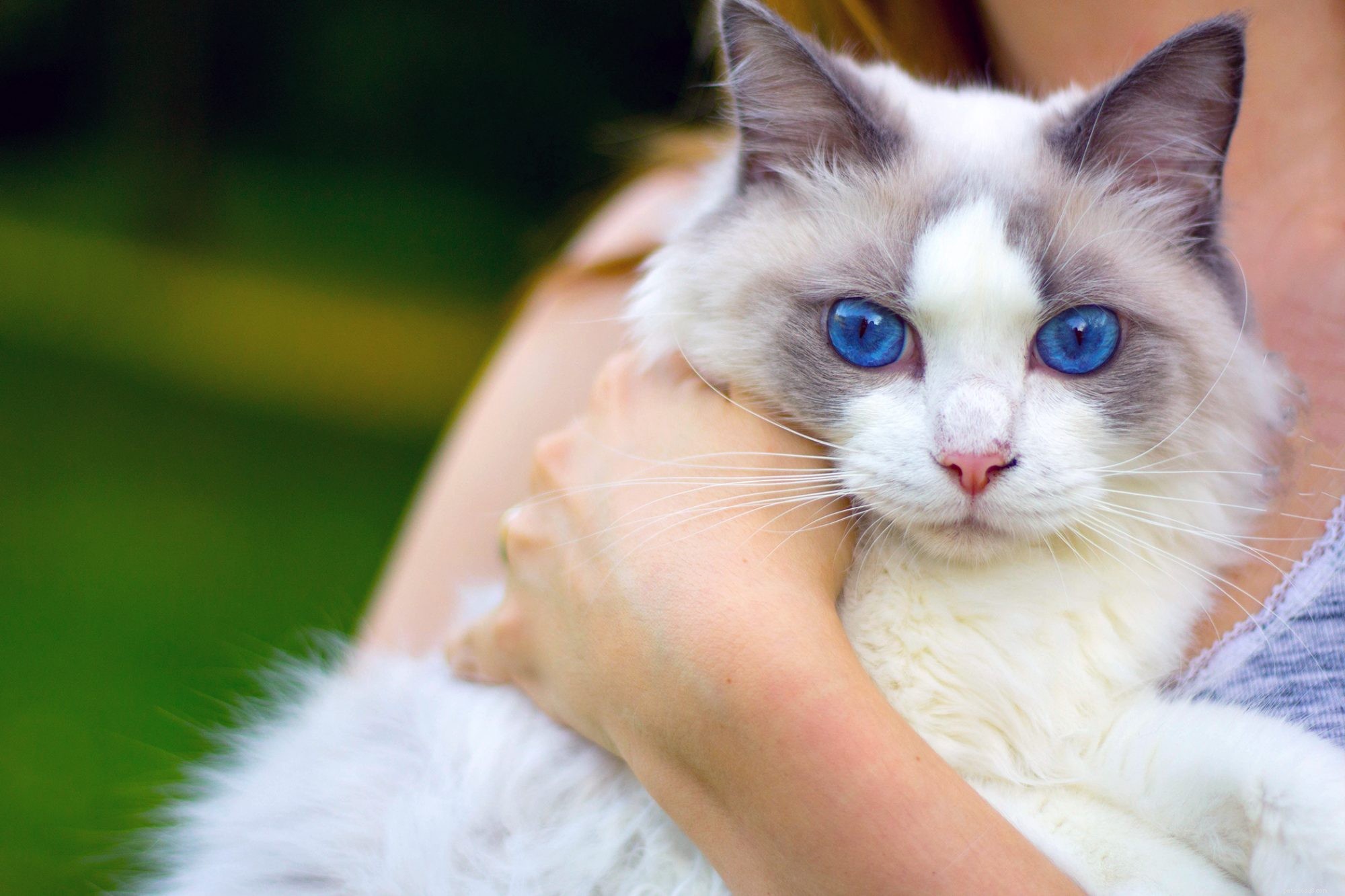 Ragdoll Cats: Elegant, Affectionate, Low-Maintenance Companions
