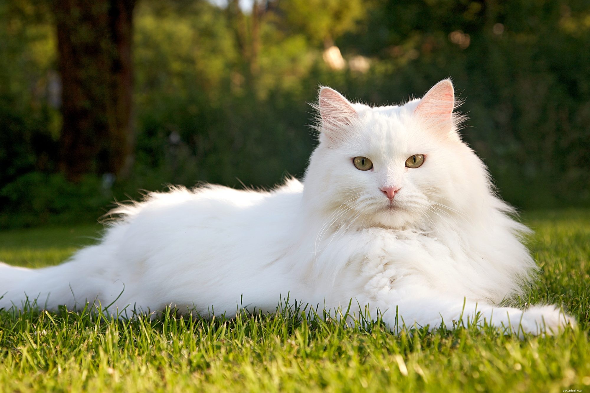 Siberian Husky: Key Traits, Care, and Family Compatibility