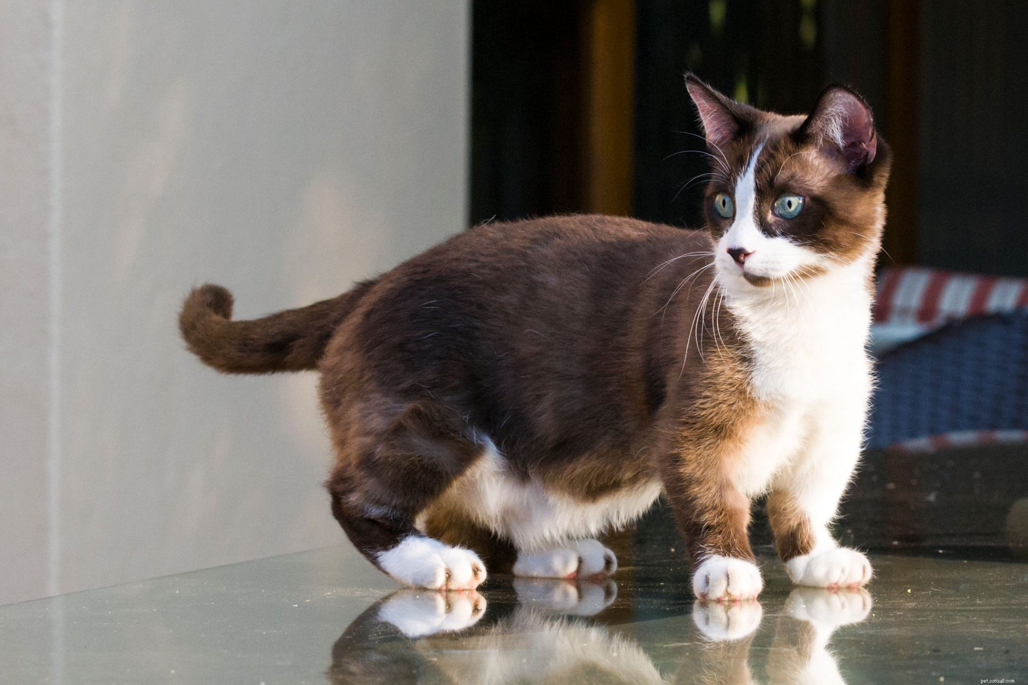 Munchkin Cat Breed Overview: Traits, Temperament & Care