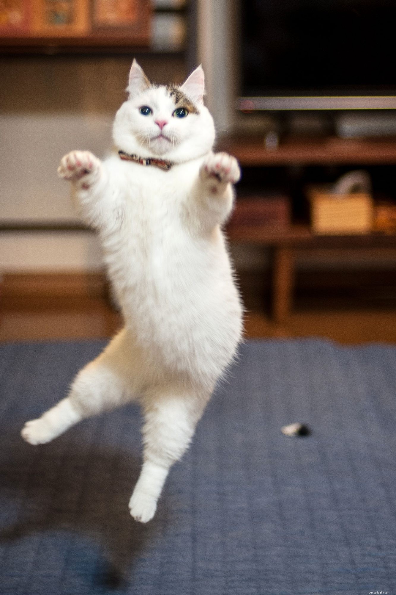 Munchkin Cat Breed Overview: Traits, Temperament & Care