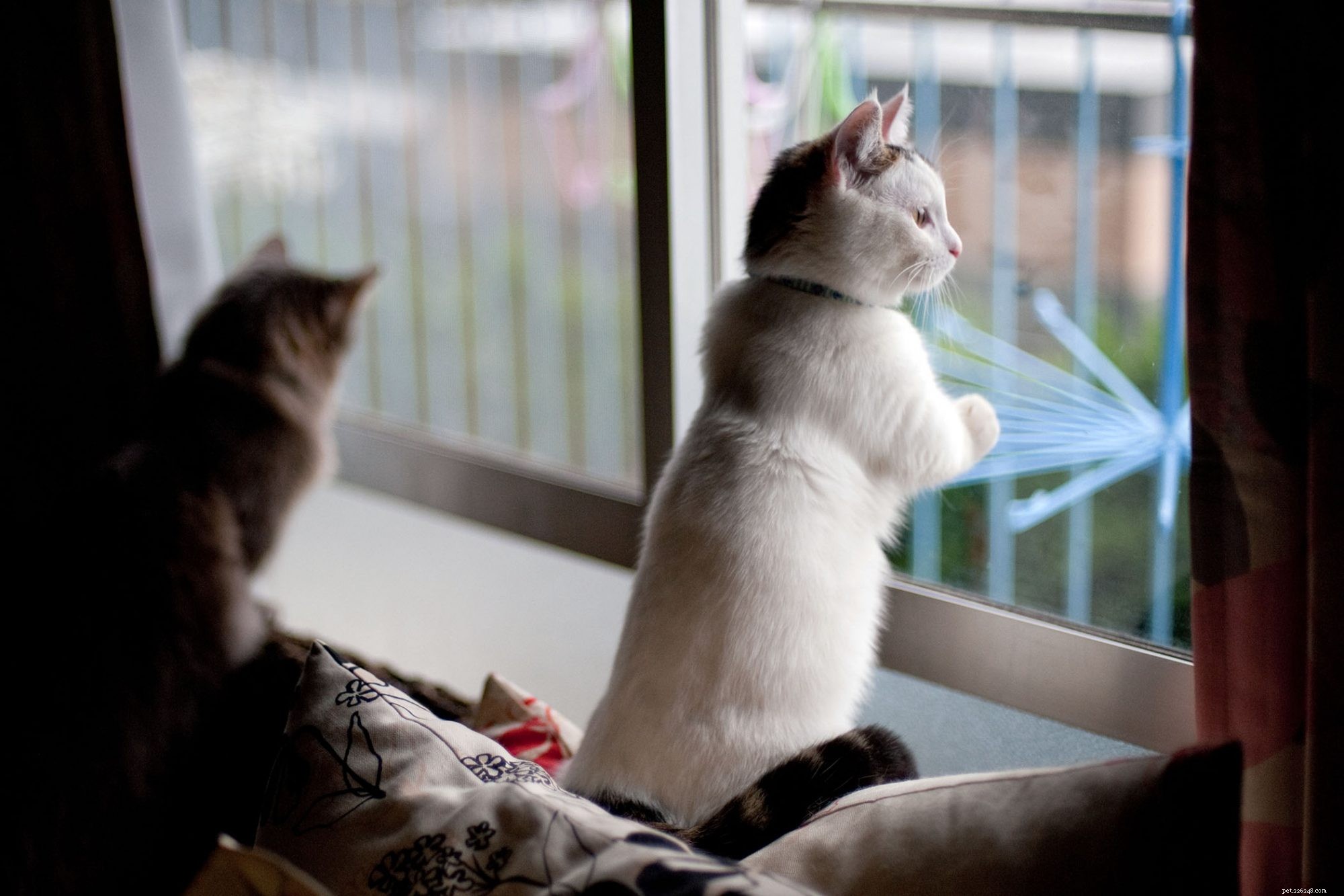 Munchkin Cat Breed Overview: Traits, Temperament & Care