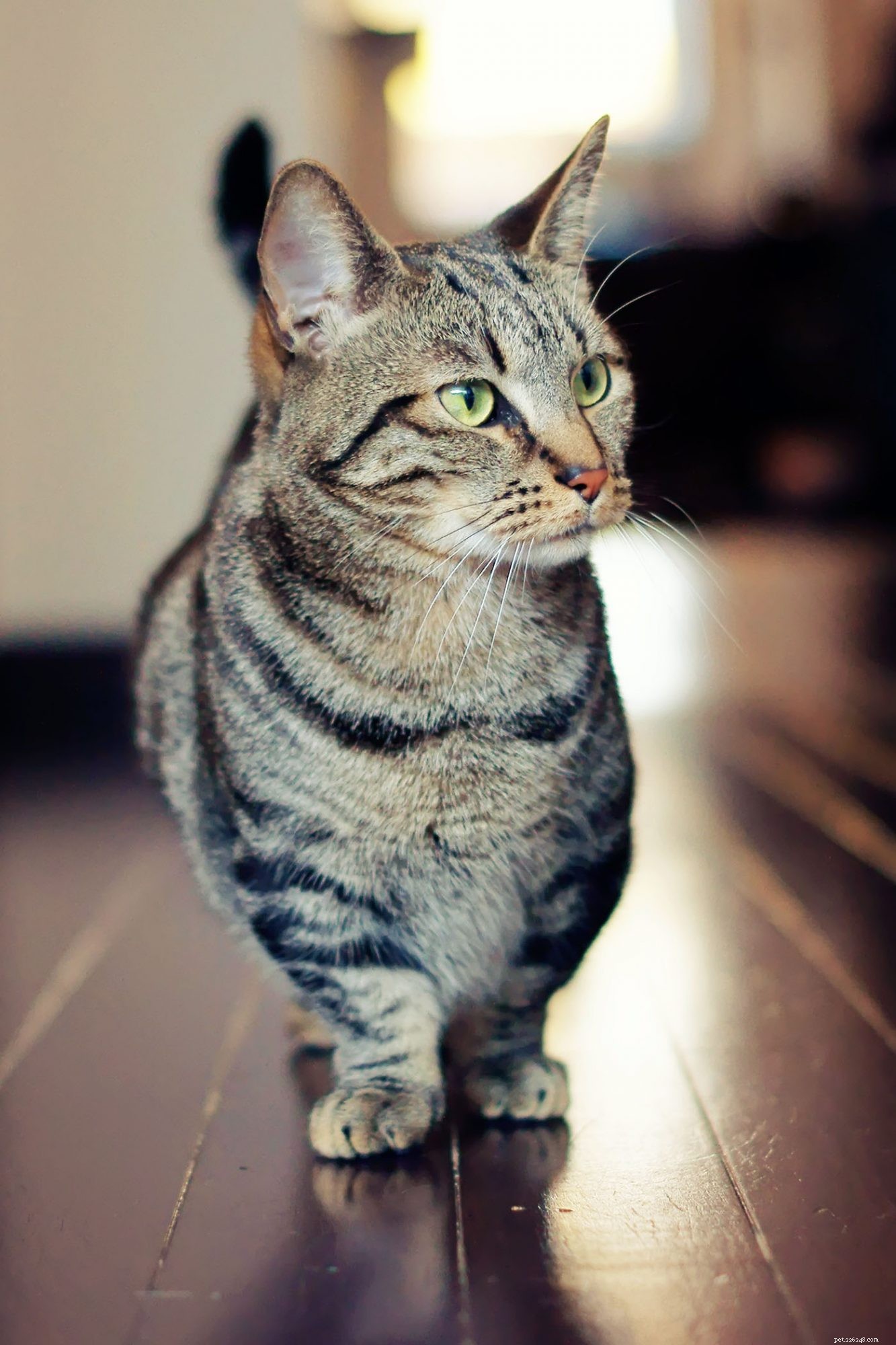 Munchkin Cat Breed Overview: Traits, Temperament & Care