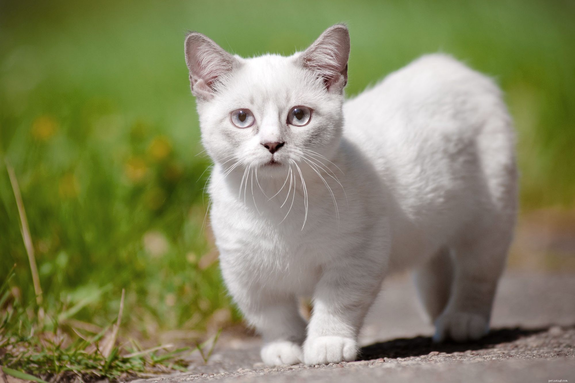 Munchkin Cat Breed Overview: Traits, Temperament & Care