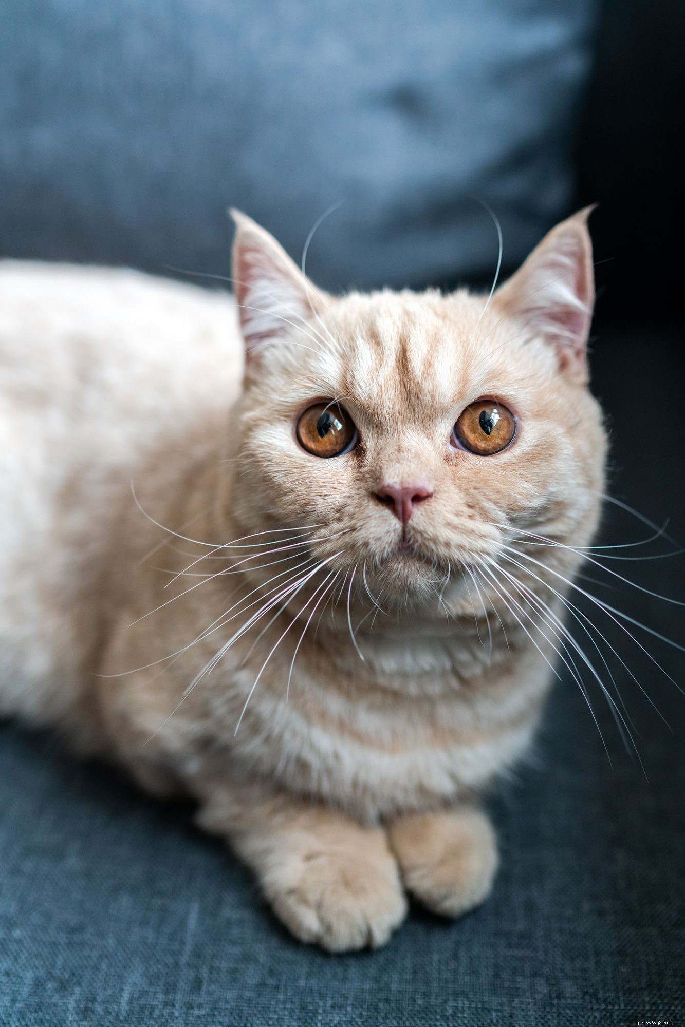 Munchkin Cat Breed Overview: Traits, Temperament & Care