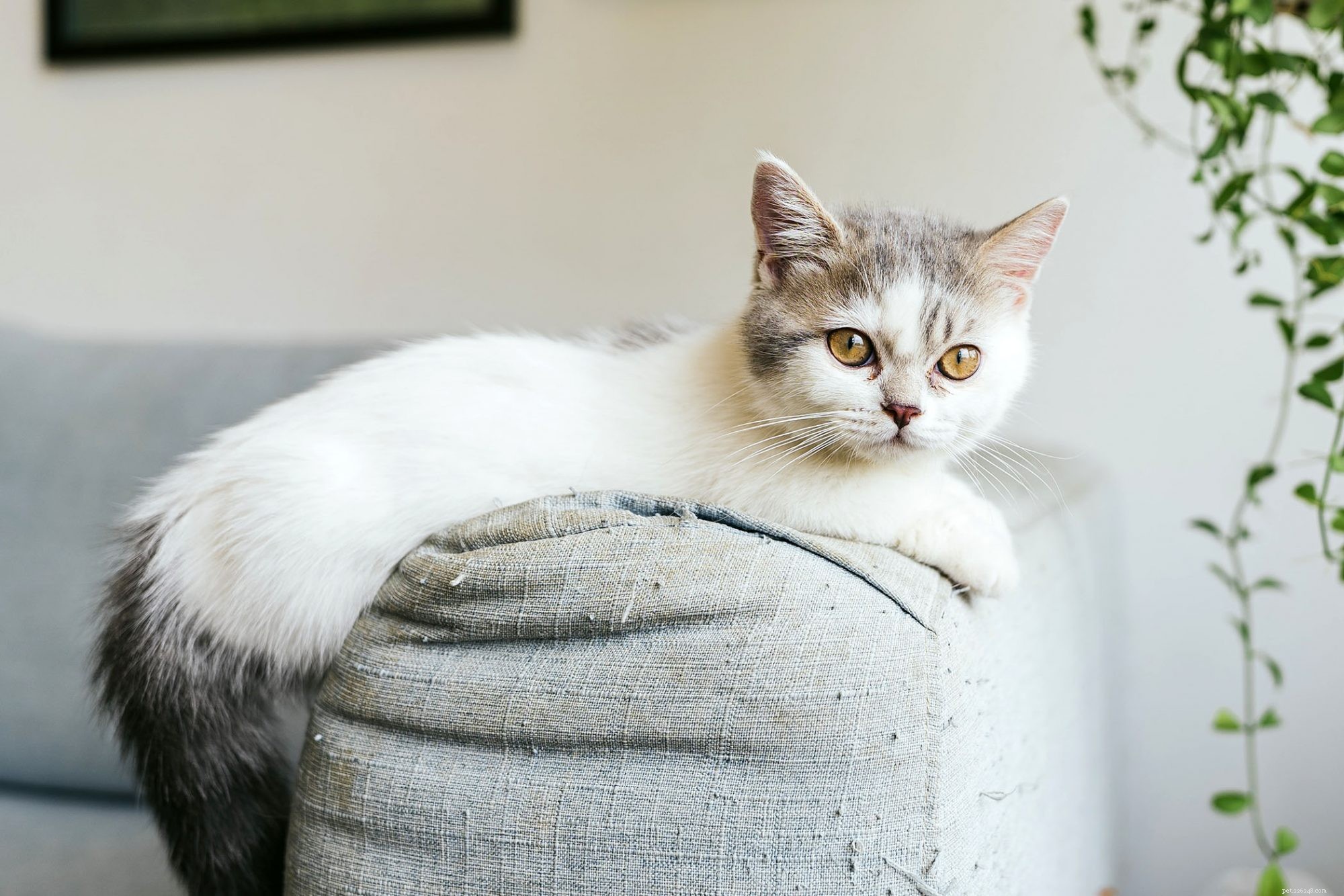Munchkin Cat Breed Overview: Traits, Temperament & Care