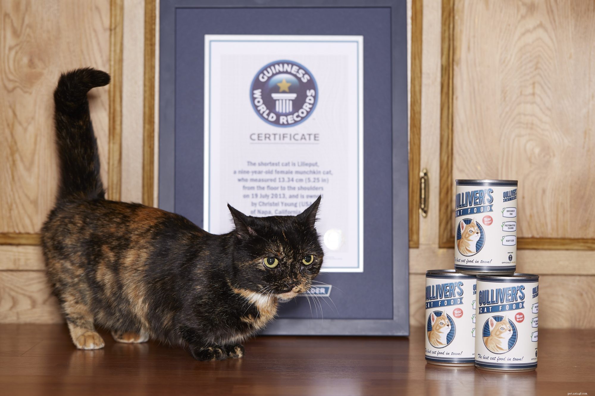 Munchkin Cat Breed Overview: Traits, Temperament & Care