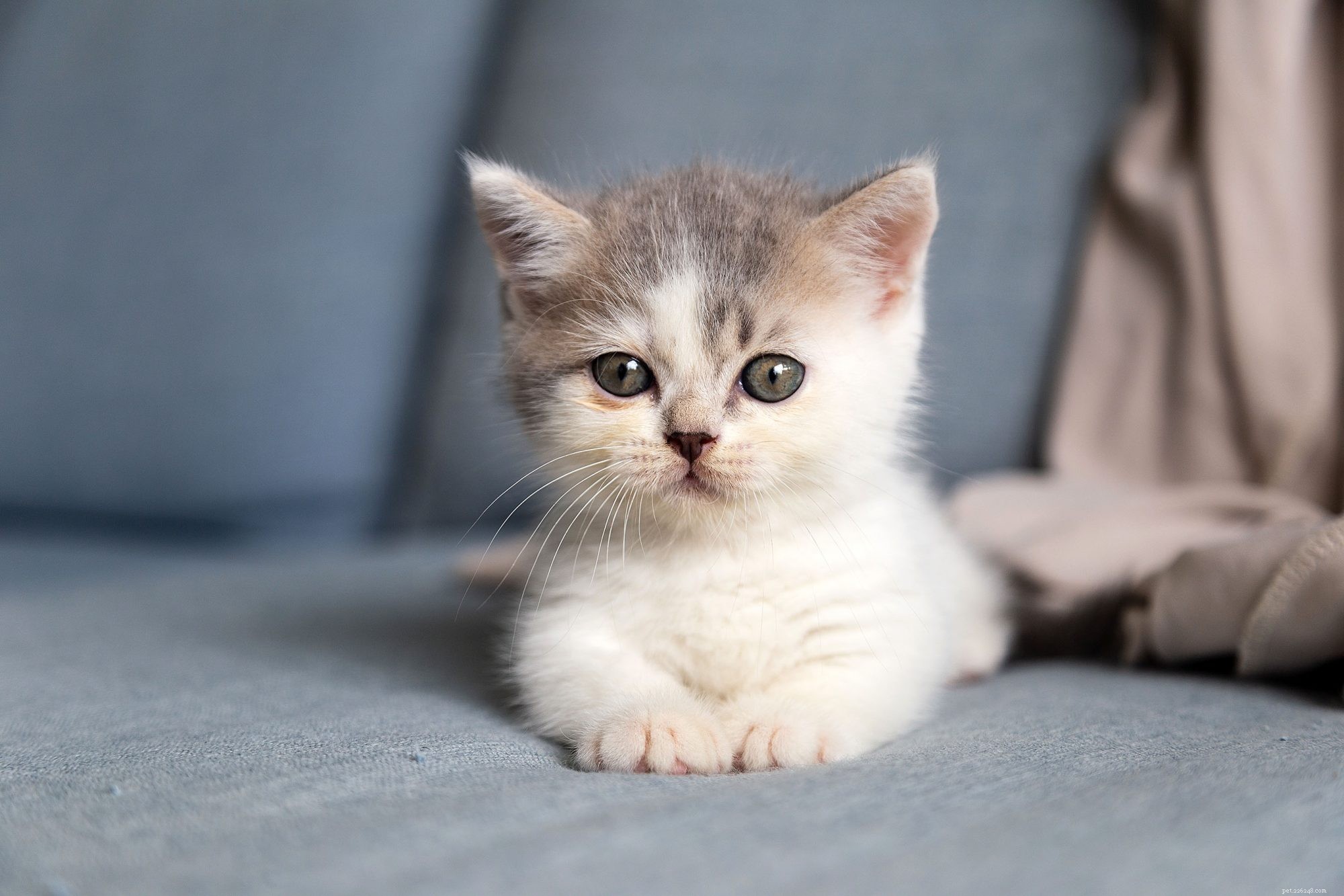 Munchkin Cat Breed Overview: Traits, Temperament & Care