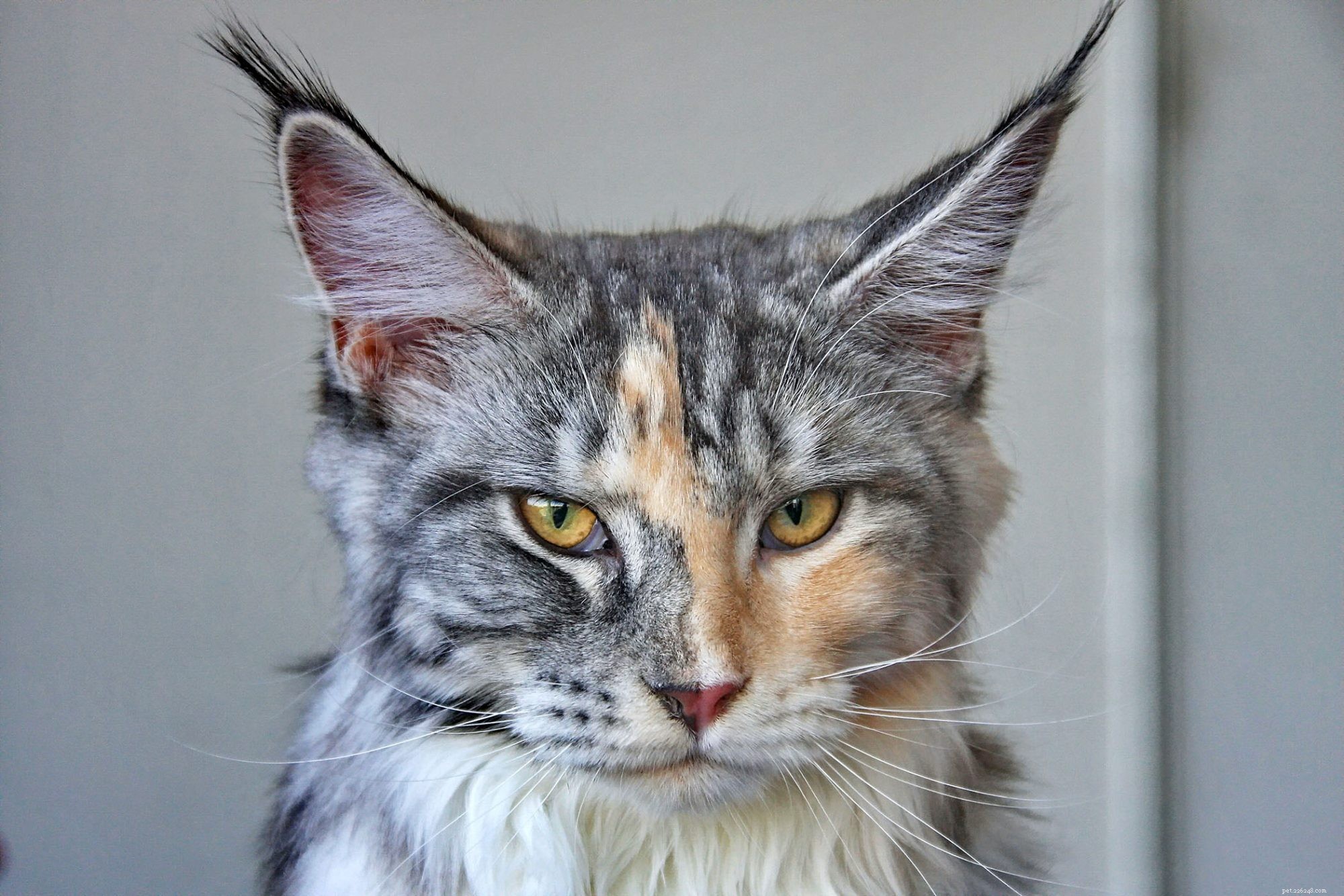 Maine Coon Cat: Size, Care & Personality Traits