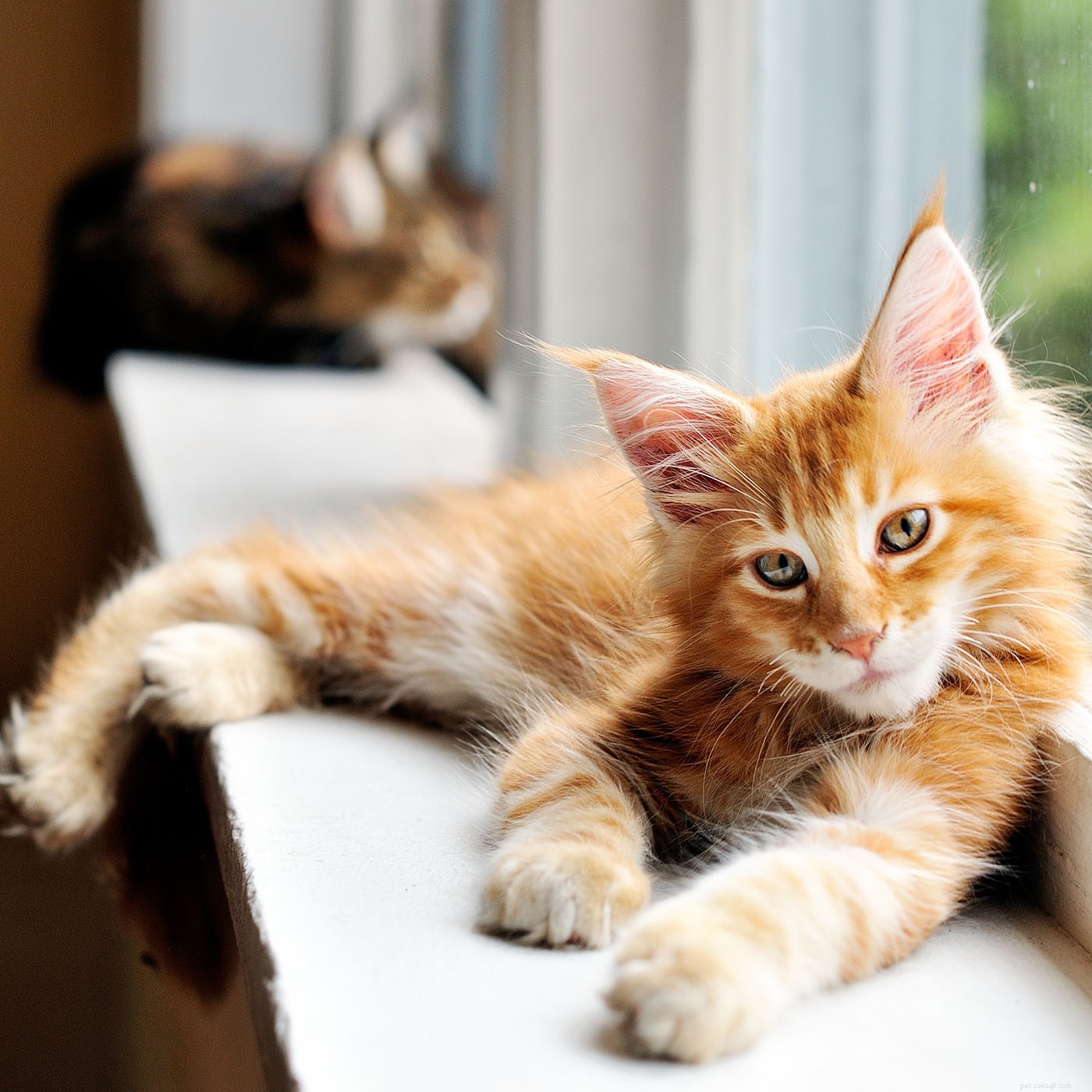 Maine Coon Cat: Size, Care & Personality Traits