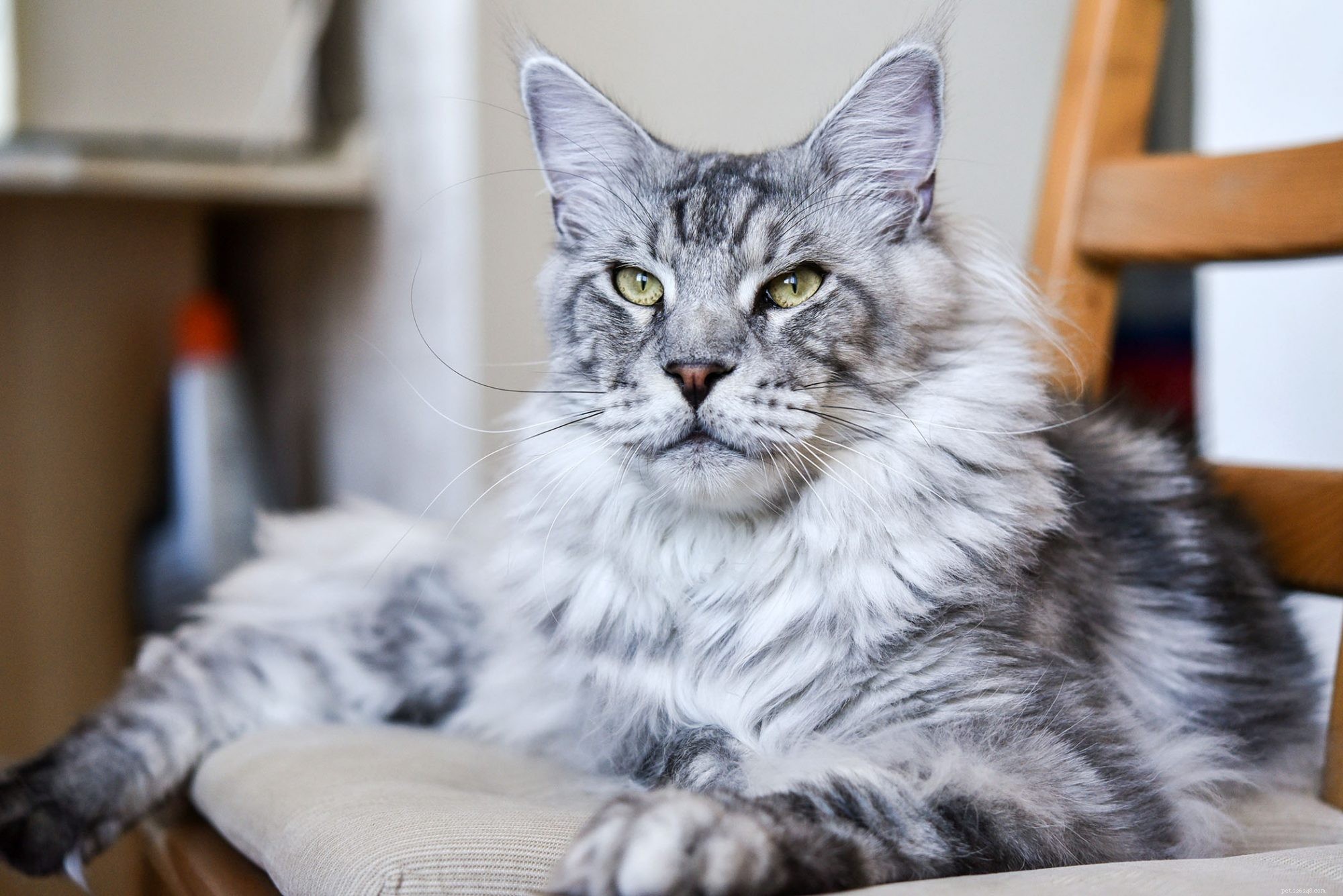 Maine Coon Cat: Size, Care & Personality Traits