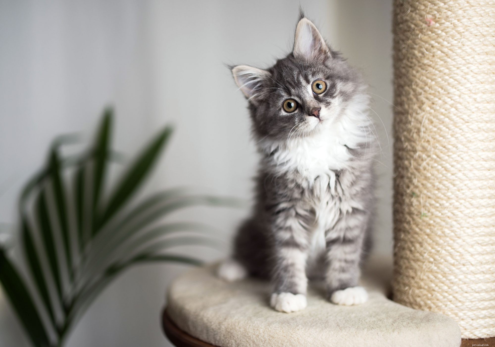Maine Coon Cat: Size, Care & Personality Traits