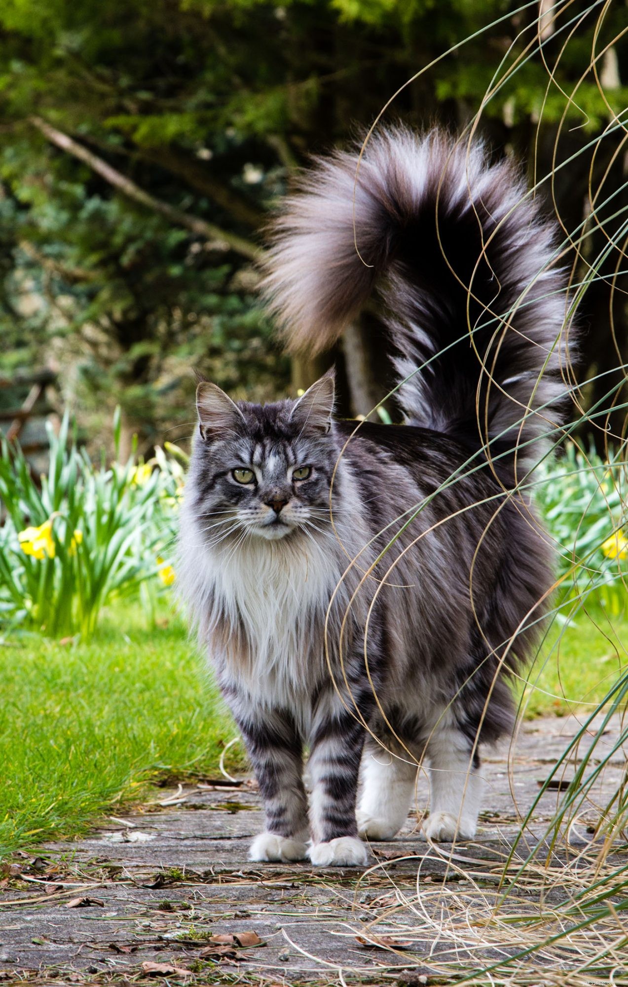 Maine Coon Cat: Size, Care & Personality Traits