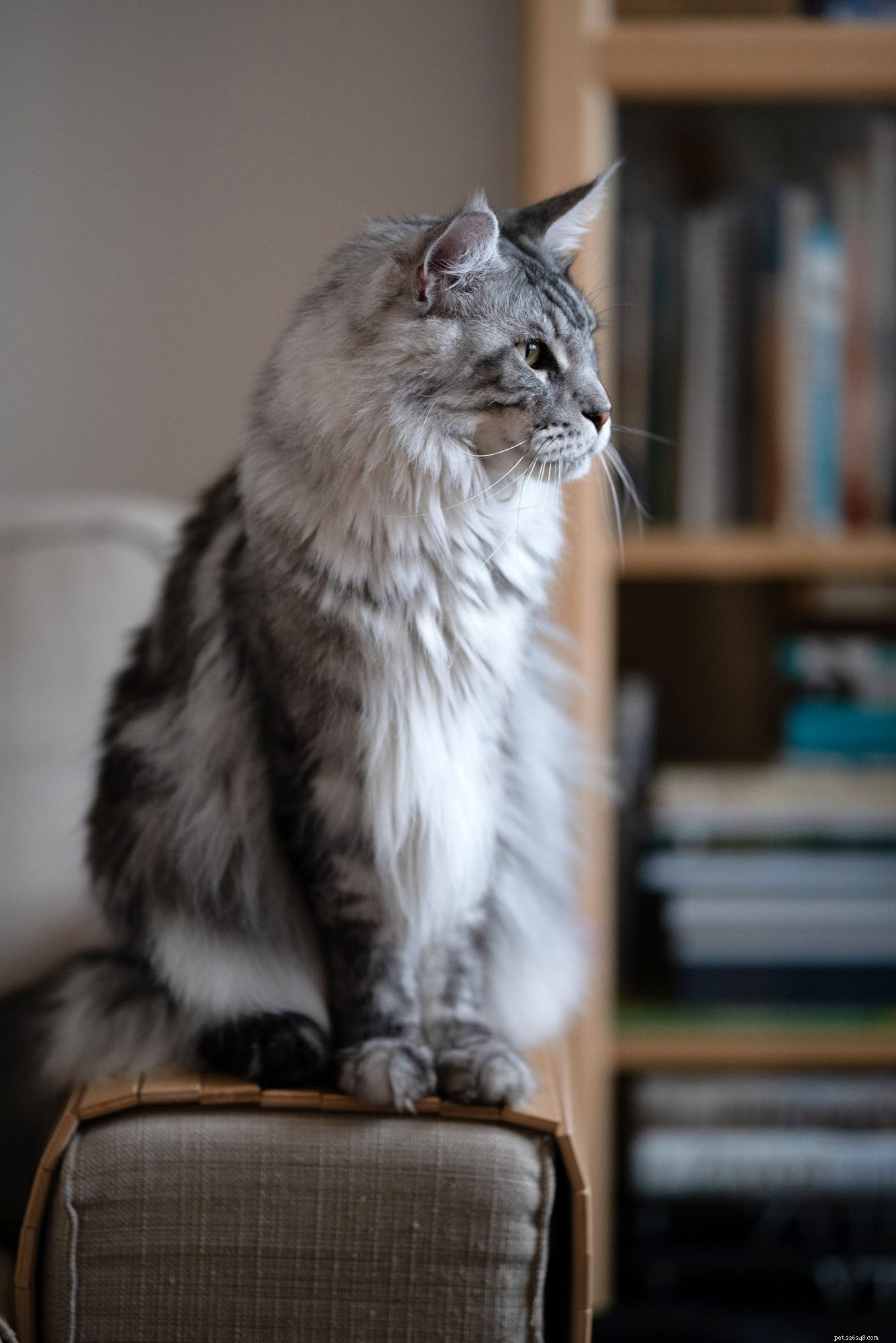 Maine Coon Cat: Size, Care & Personality Traits