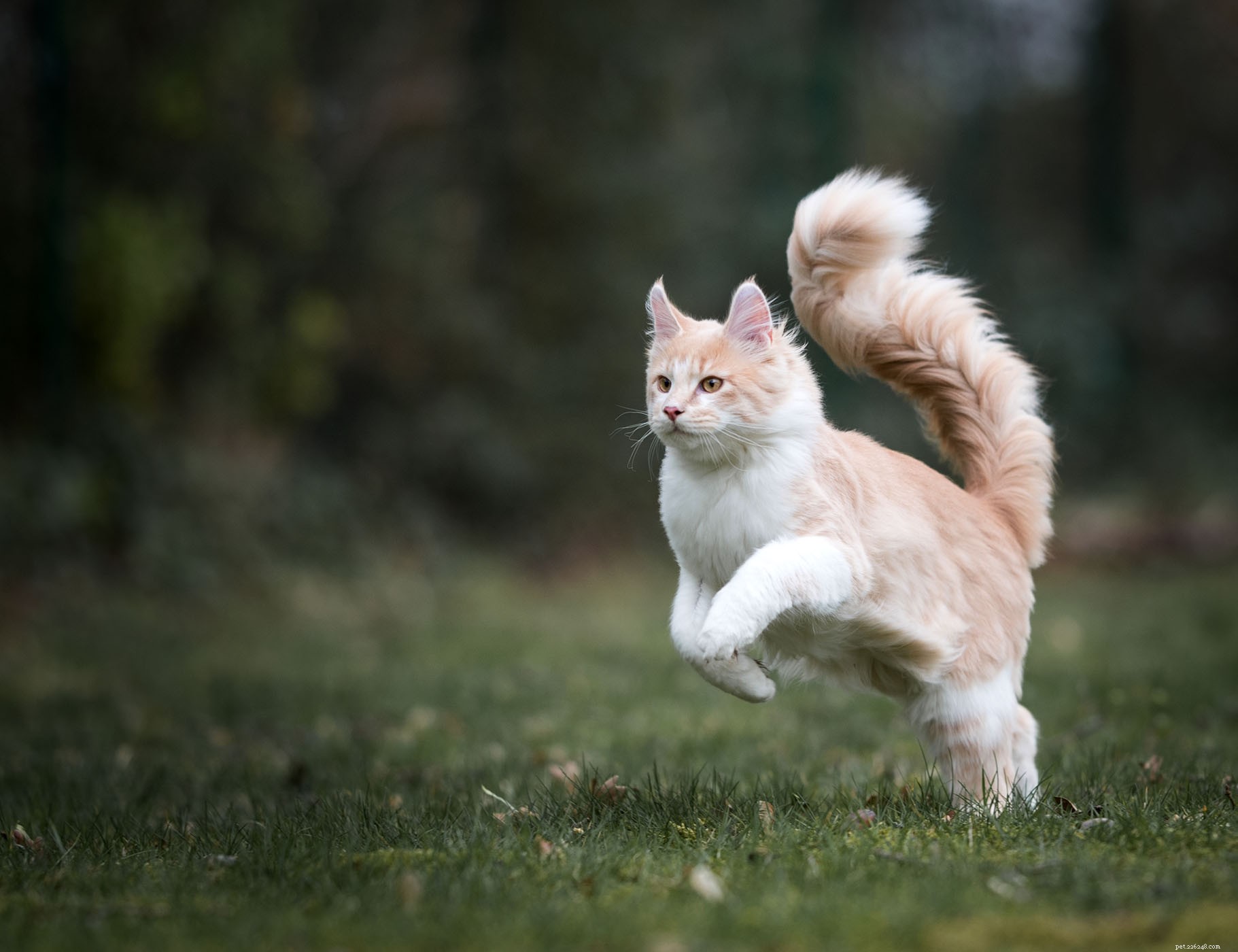 Maine Coon Cat: Size, Care & Personality Traits